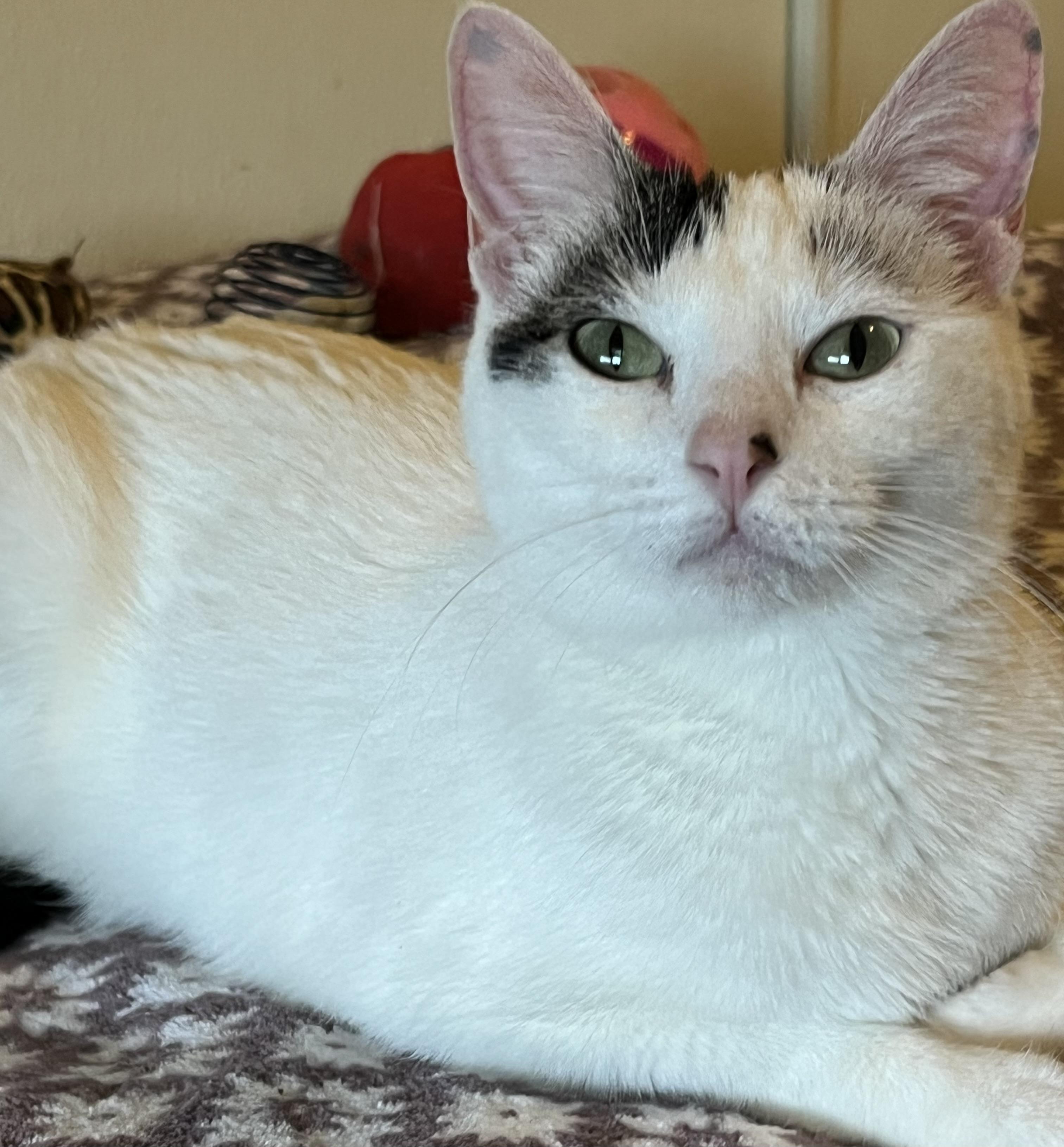 Oreo, Adoptable, Adult Female Domestic Short Hair.