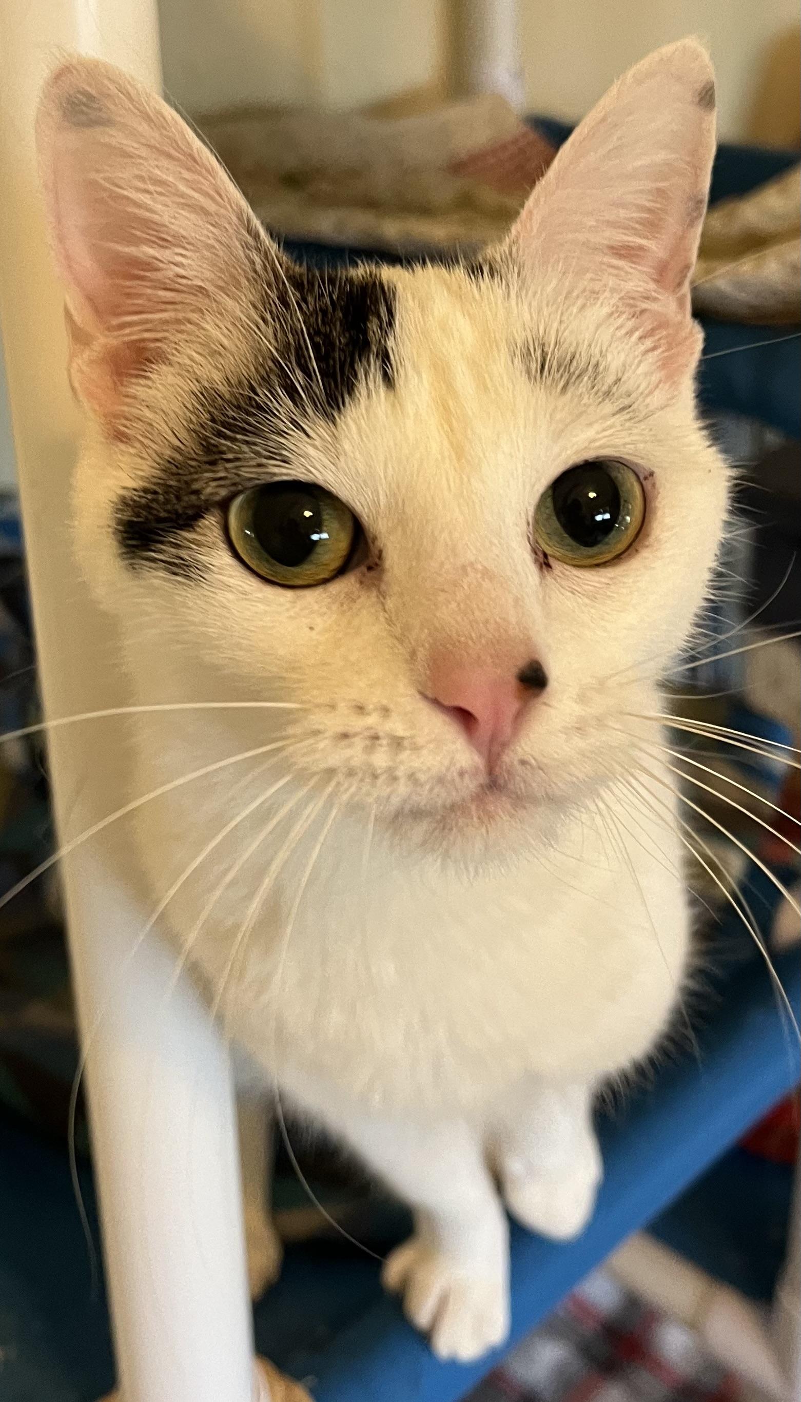 Enlarge Oreo, a Adoptable Domestic Short Hair in Moline, IL image 3/5