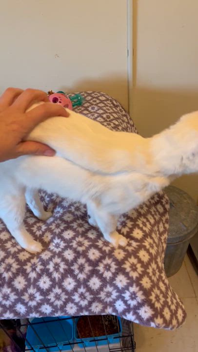 Enlarge Oreo, a Adoptable Domestic Short Hair in Moline, IL video 4/5