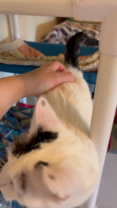 Enlarge Oreo, a Adoptable Domestic Short Hair in Moline, IL video 5/5