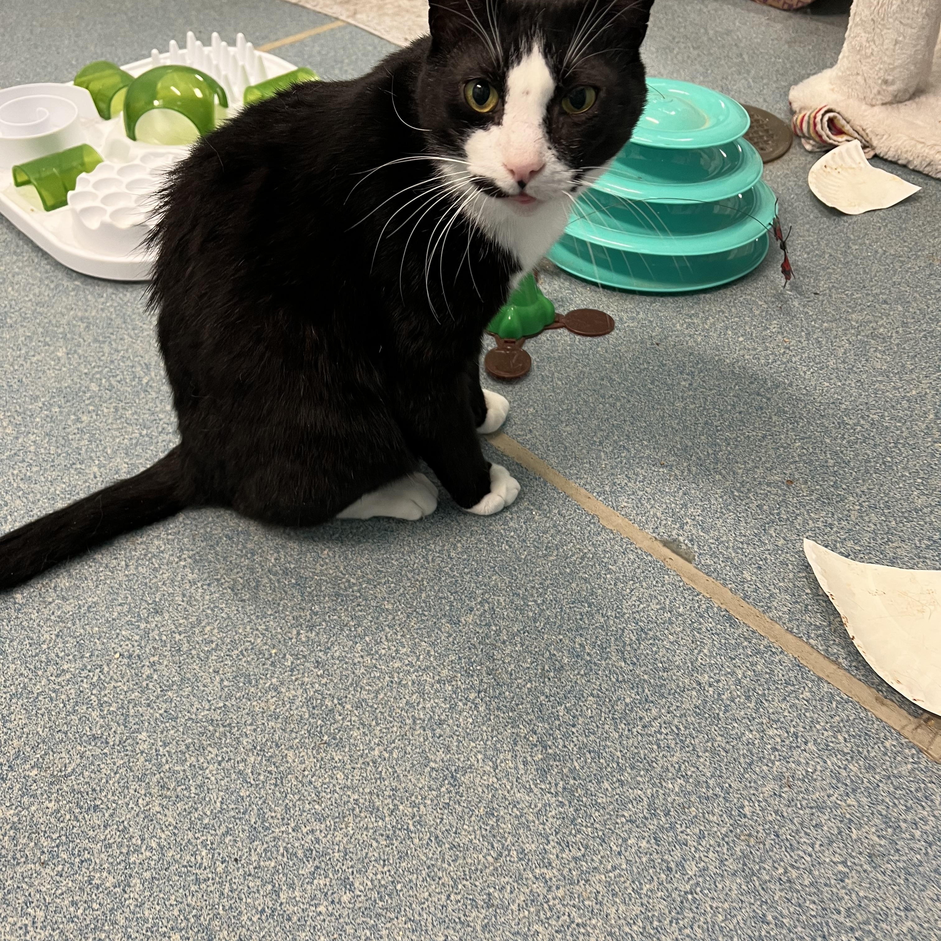 Enlarge Nick Fury (working cat) *Adoption fee sponsored*, a ADOPTABLE Domestic Short Hair in Berryville, VA image 1/1