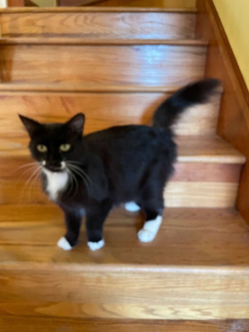 Enlarge Dinah, a Adoptable mixed breed in Tifton, GA image 1/5