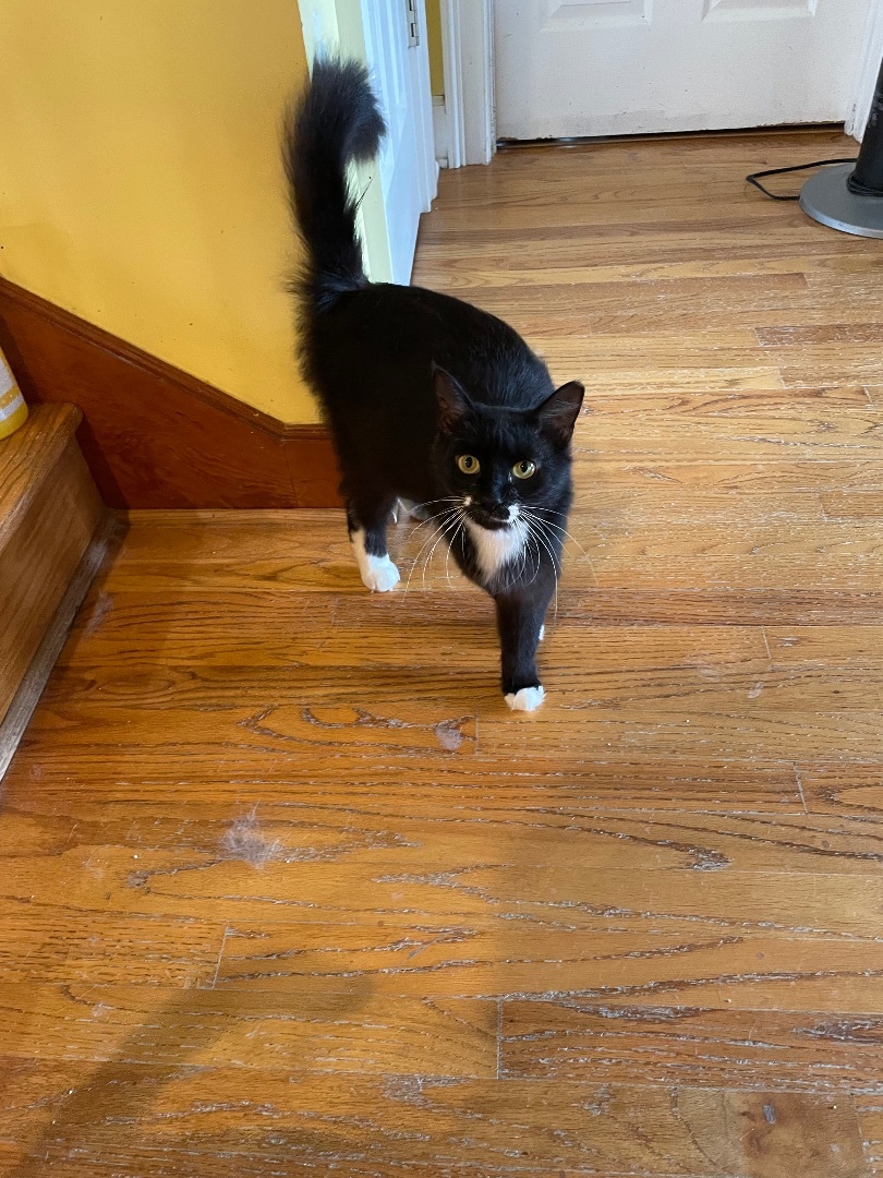 Enlarge Dinah, a Adoptable mixed breed in Tifton, GA image 2/5