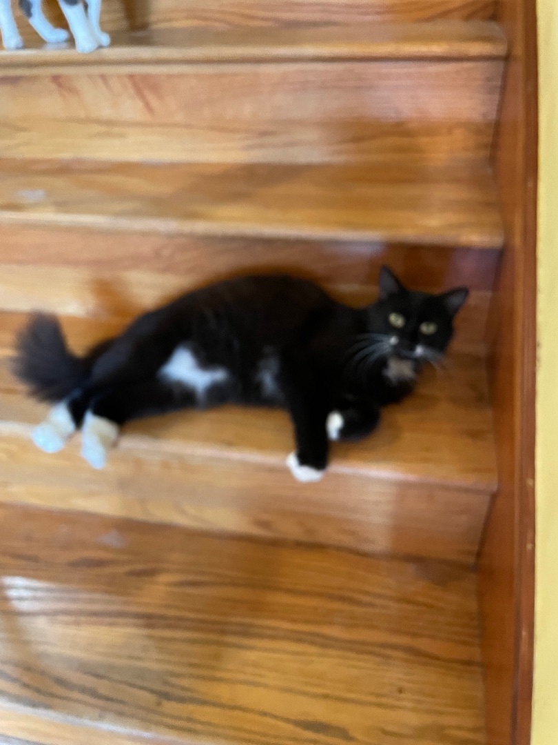 Enlarge Dinah, a Adoptable mixed breed in Tifton, GA image 4/5