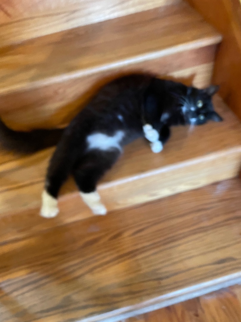 Enlarge Dinah, a Adoptable mixed breed in Tifton, GA image 5/5