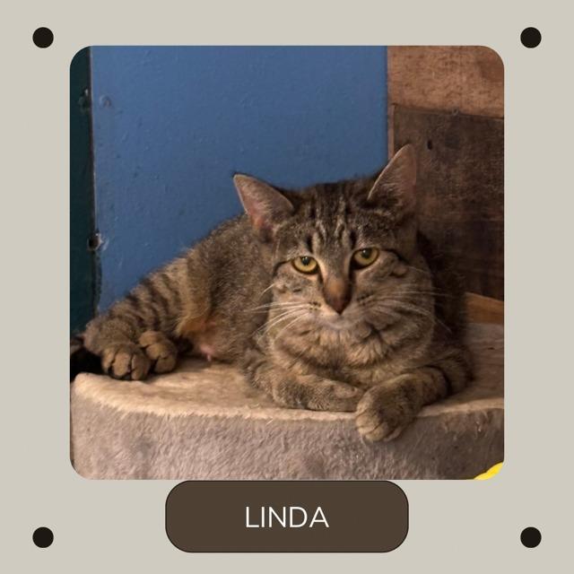 Enlarge Linda, a Adoptable mixed breed in White Hall, IL image 1/1