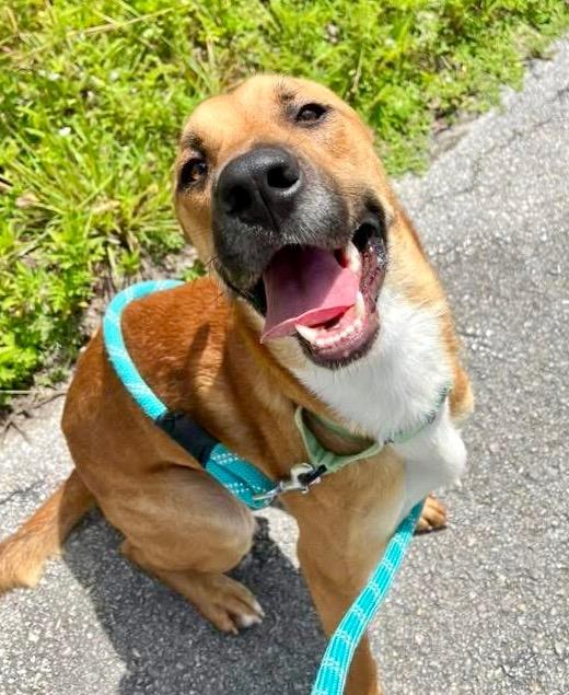 Enlarge Bass - Adoption fee sponsored!, a Adopted mixed breed in Fort Myers, FL image 1/2