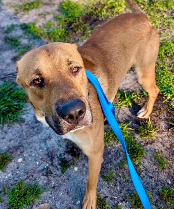 Enlarge Bass - Adoption fee sponsored!, a Adopted mixed breed in Fort Myers, FL image 2/2