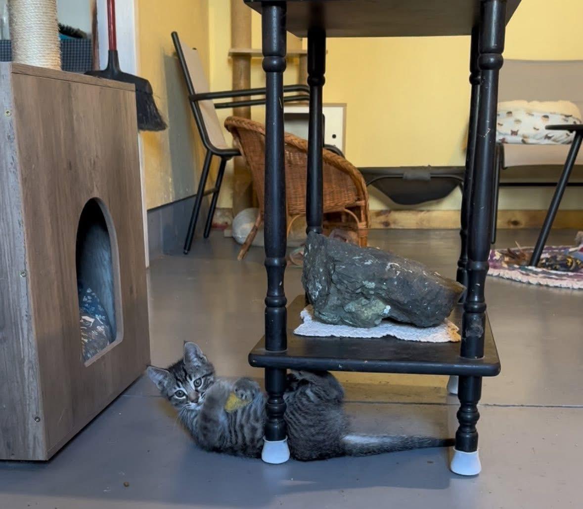 Enlarge Curtis, a Adopted Domestic Short Hair in Belding, MI image 4/5