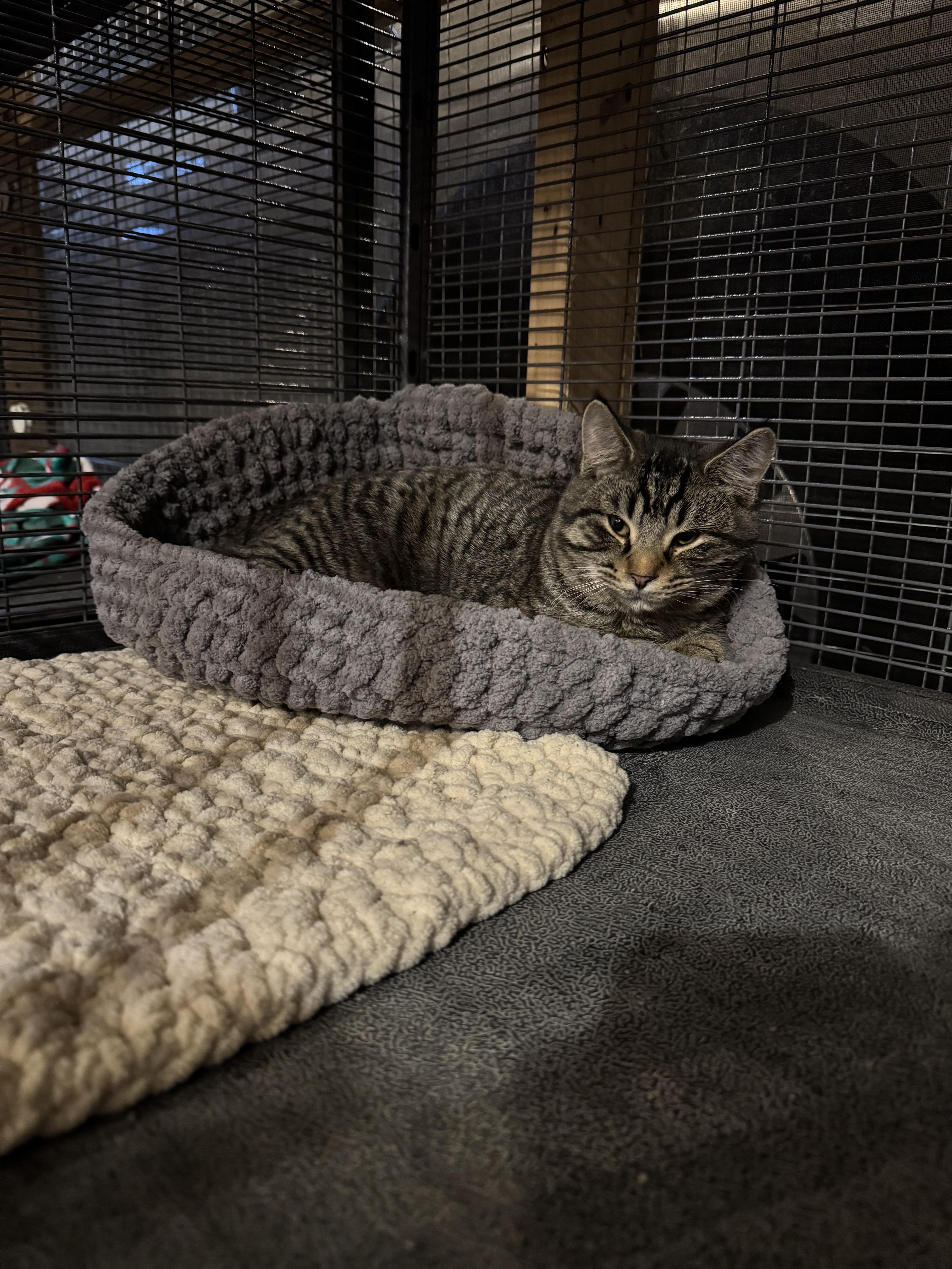 Enlarge Curtis, a Adopted Domestic Short Hair in Belding, MI image 1/5