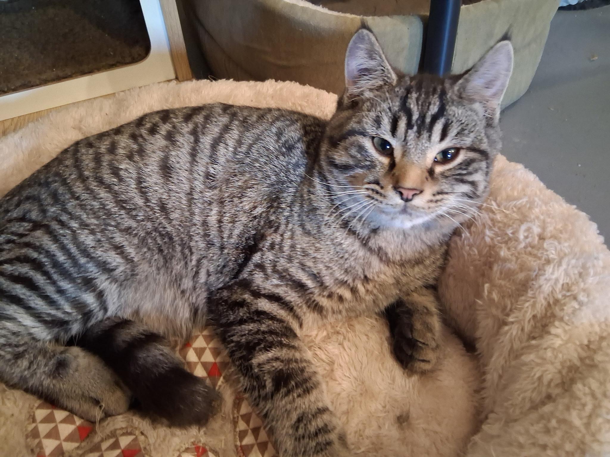 Enlarge Curtis, a Adopted Domestic Short Hair in Belding, MI image 5/5