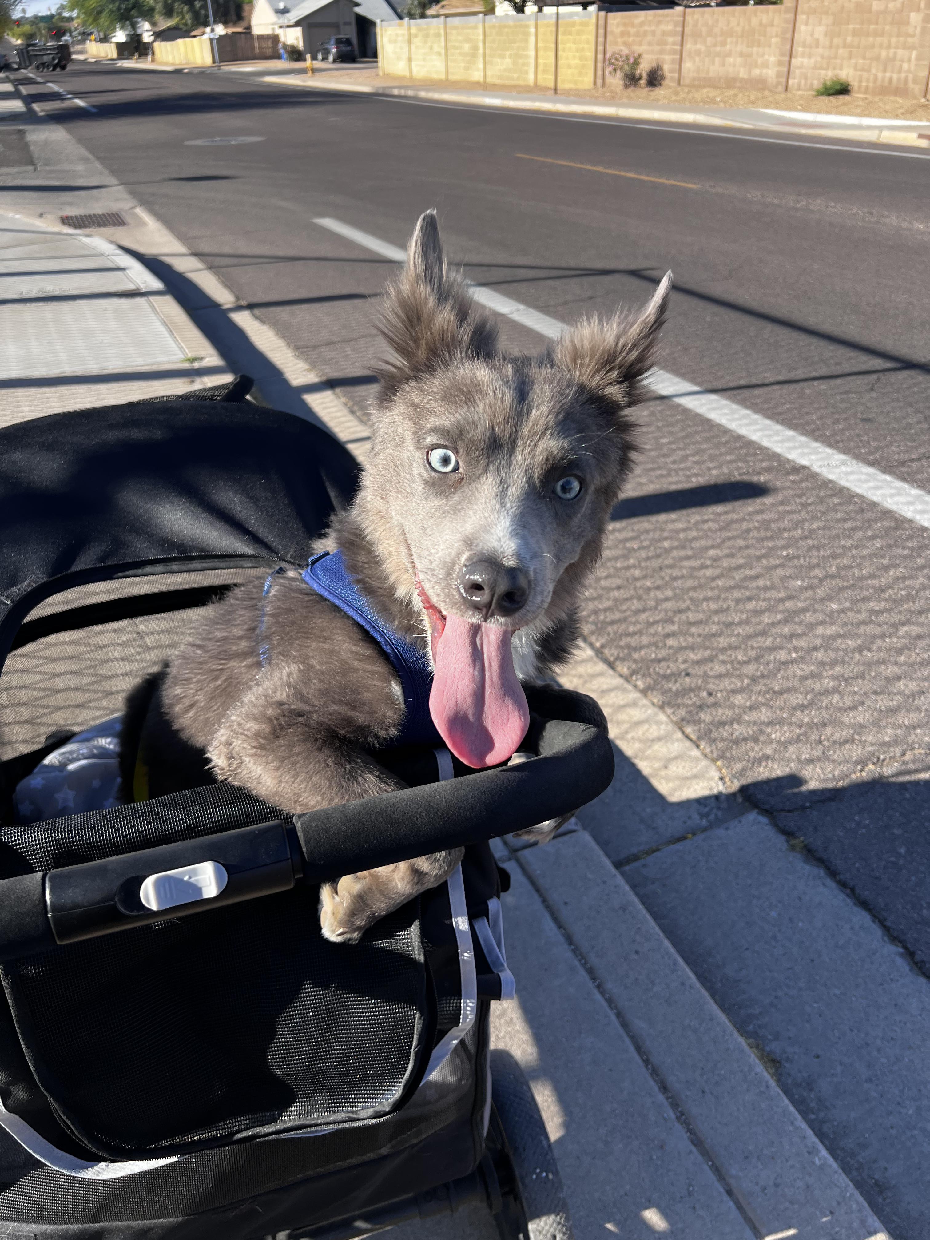 Enlarge Jetty, a ADOPTABLE mixed breed in Scottsdale, AZ image 3/6