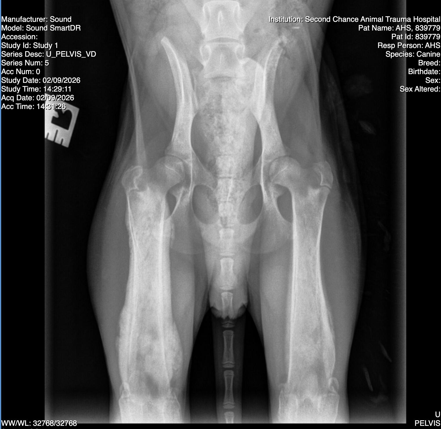 Enlarge Jetty, a ADOPTABLE mixed breed in Scottsdale, AZ image 6/6