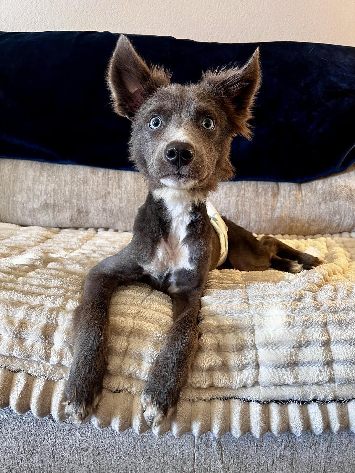 Enlarge Jetty, a ADOPTABLE mixed breed in Scottsdale, AZ image 4/6