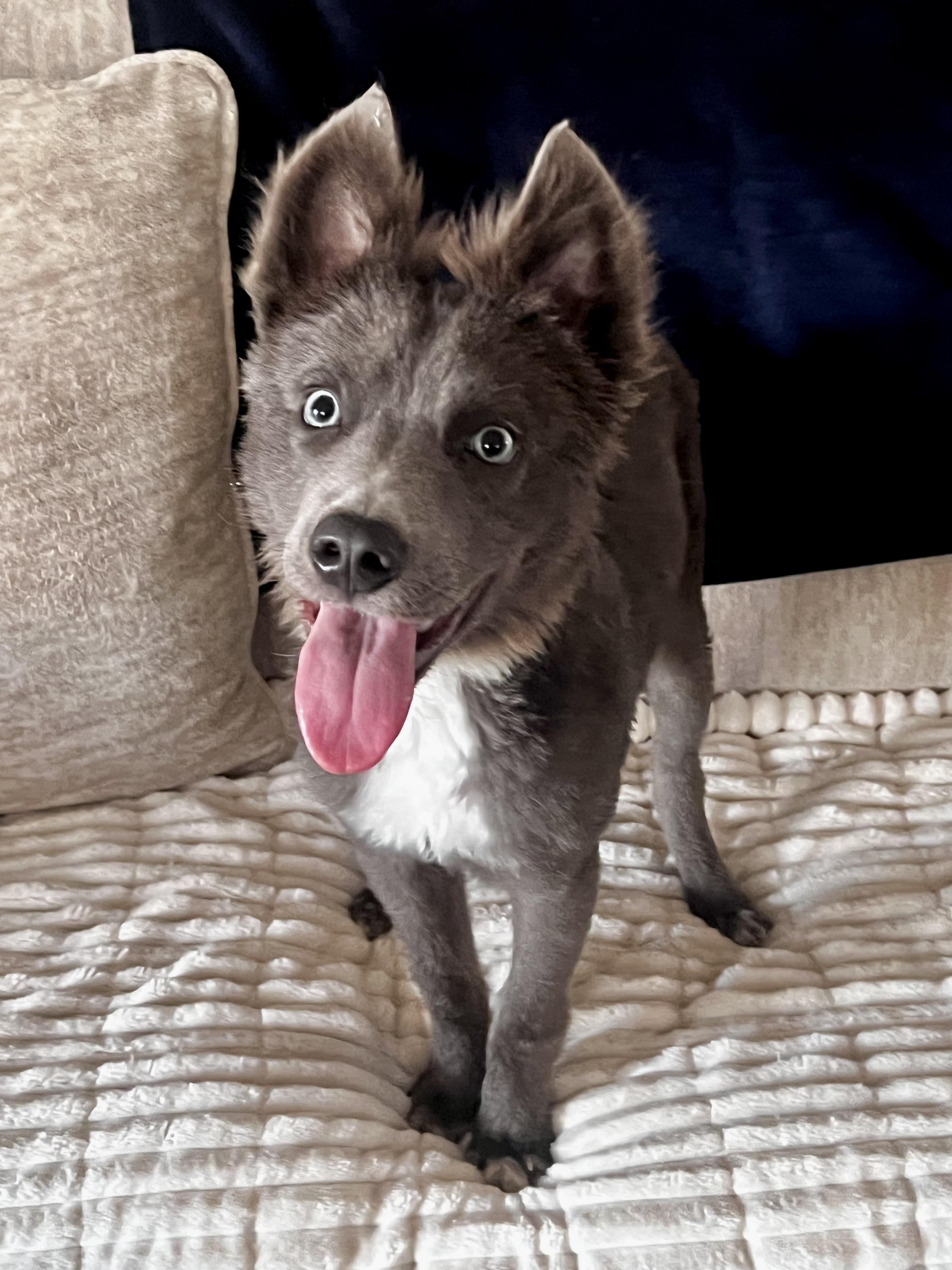 Enlarge Jetty, a ADOPTABLE mixed breed in Scottsdale, AZ image 2/6