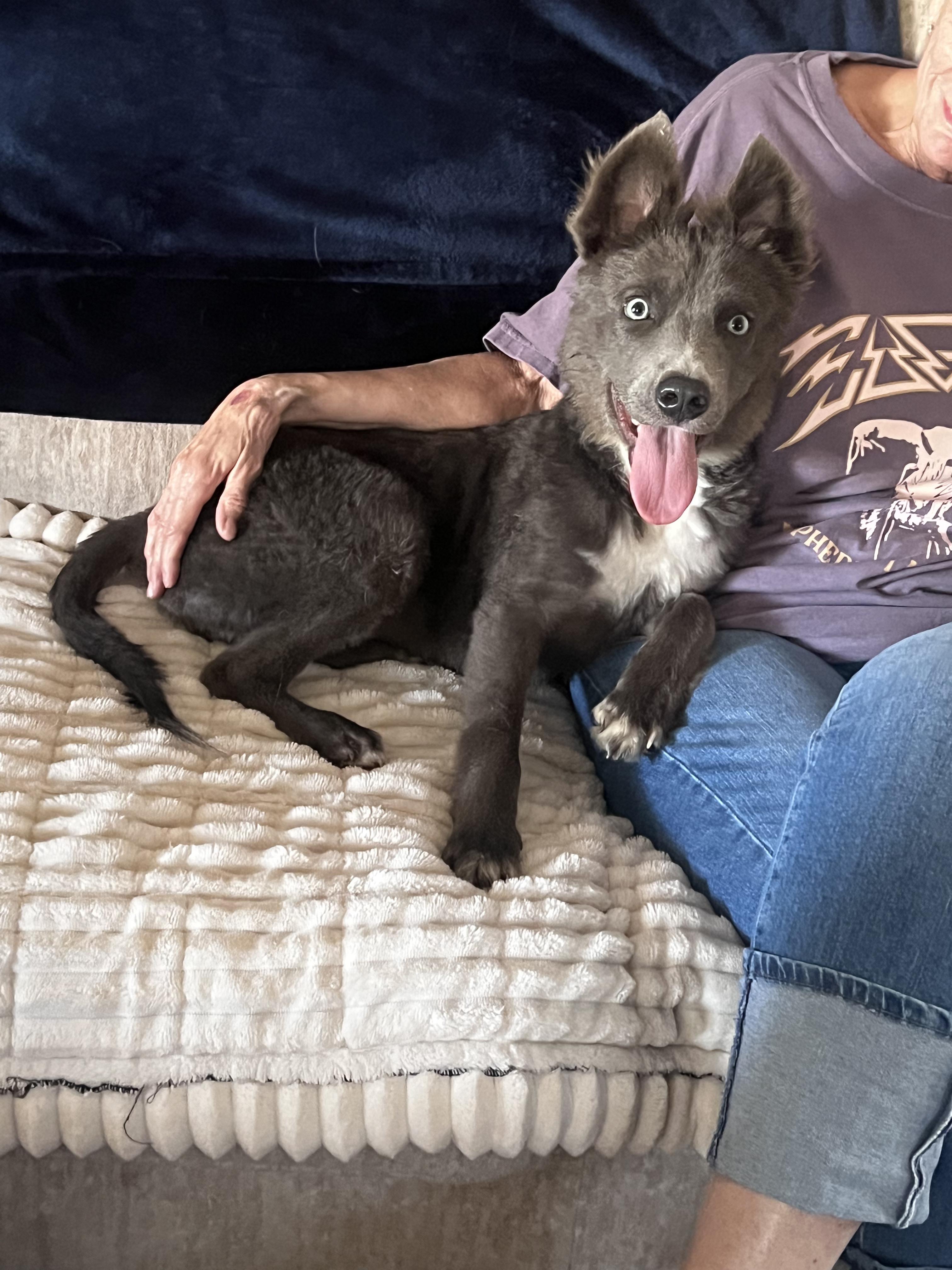 Enlarge Jetty, a ADOPTABLE mixed breed in Scottsdale, AZ image 5/6