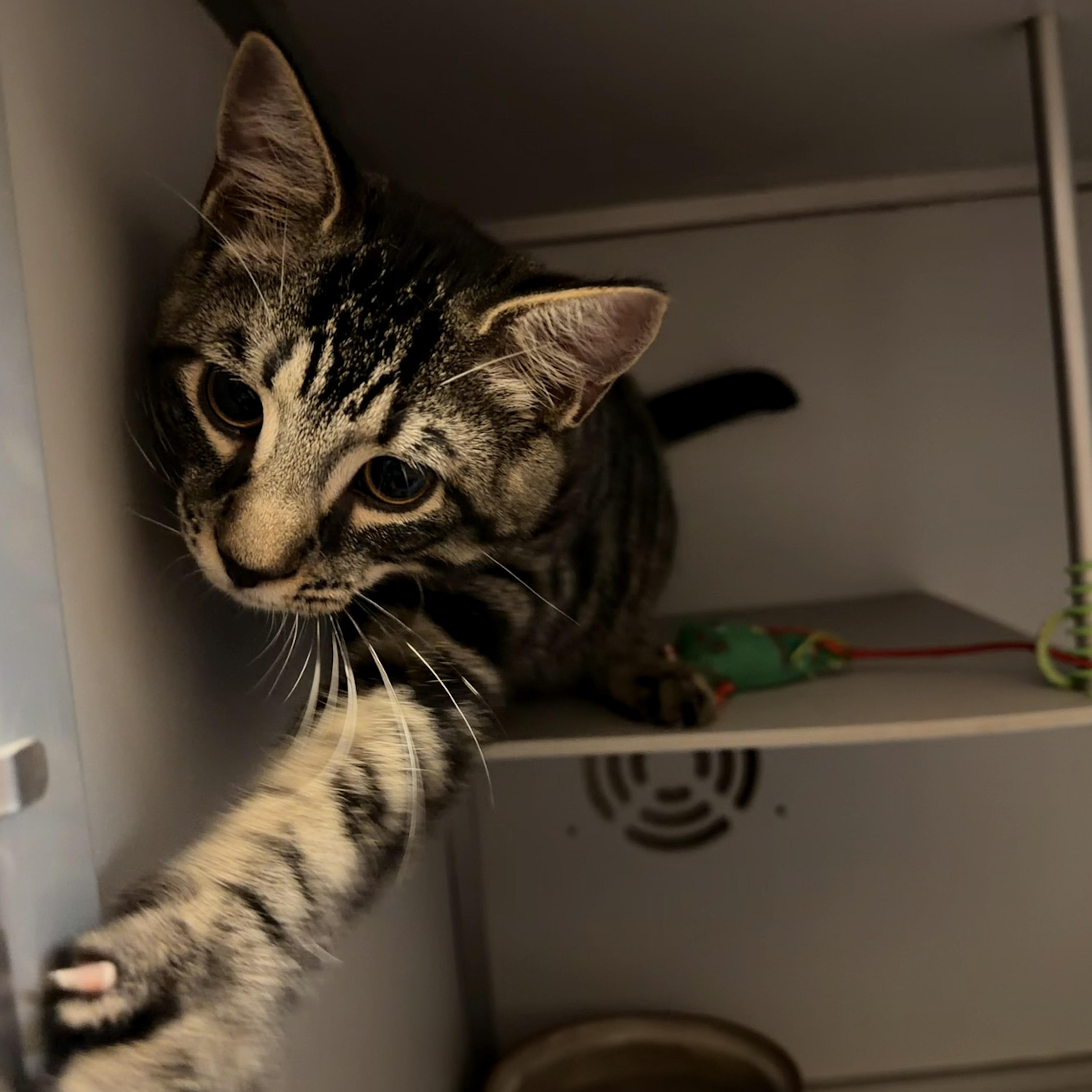 Enlarge Itsy, a Adoptable Domestic Short Hair in Honesdale, PA image 1/3