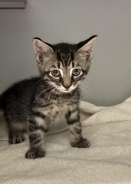 Enlarge Itsy, a ADOPTABLE Domestic Short Hair in Honesdale, PA image 1/1