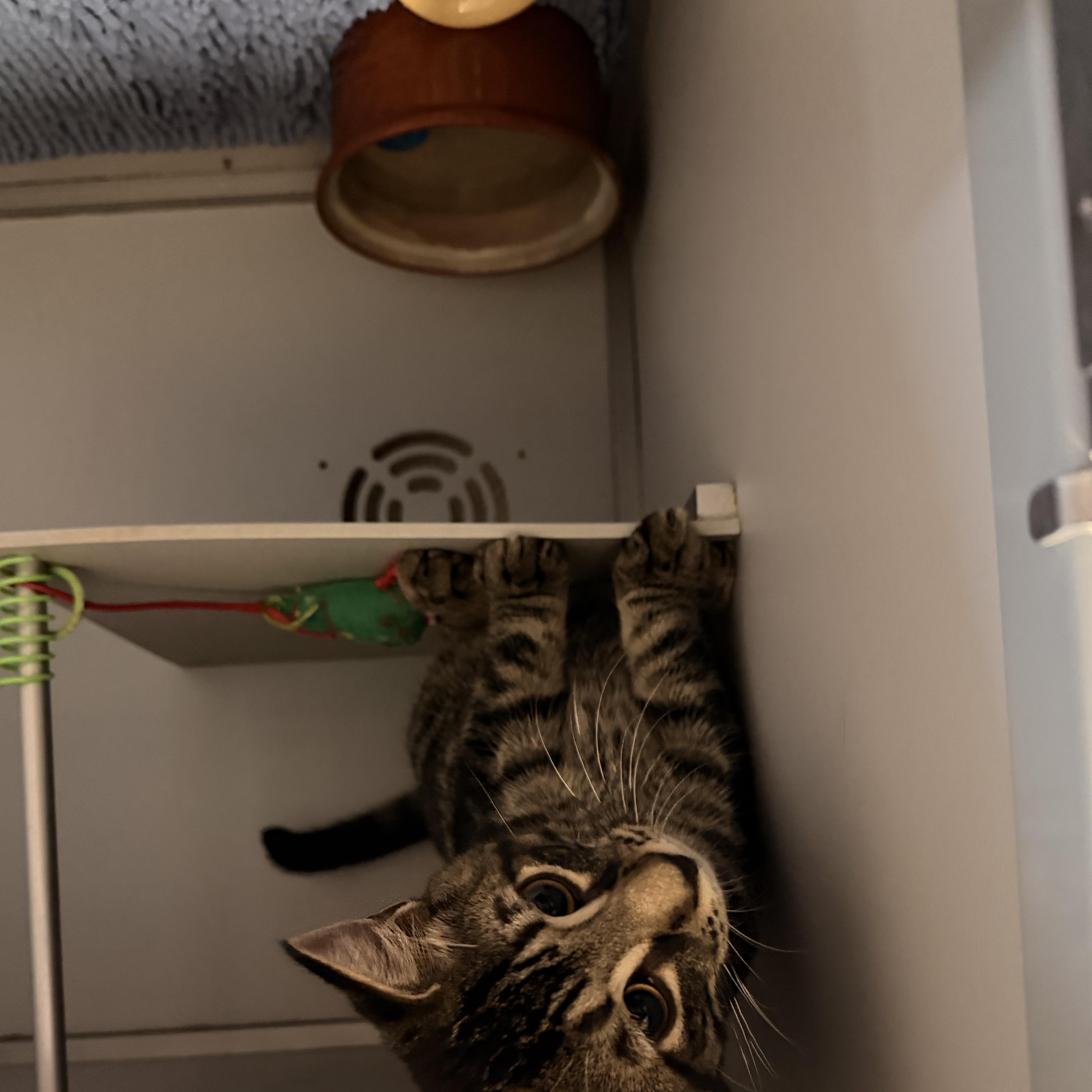 Enlarge Itsy, a Adoptable Domestic Short Hair in Honesdale, PA image 2/3