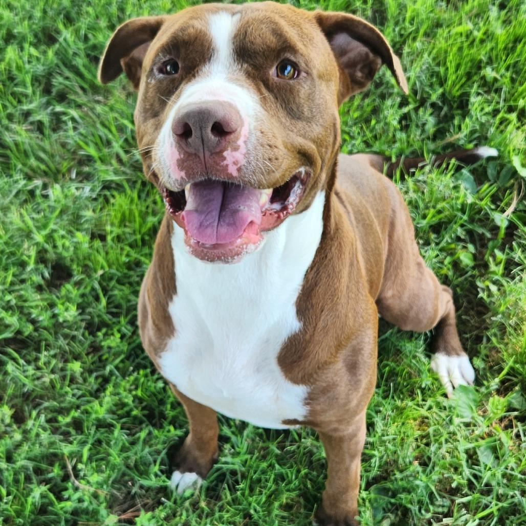 Enlarge Riot, a Adoptable Pit Bull Terrier in Danville, KY image 1/2