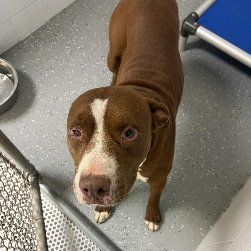 Enlarge Riot, a Adoptable Pit Bull Terrier in Danville, KY image 2/2