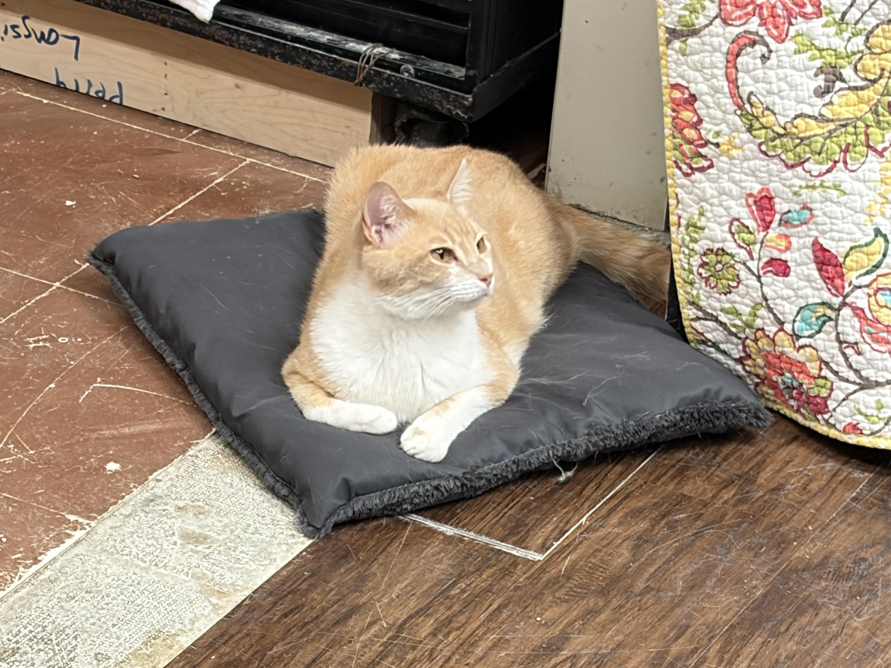 Enlarge Butterscotch, a ADOPTABLE Domestic Short Hair in Perry, GA image 2/3