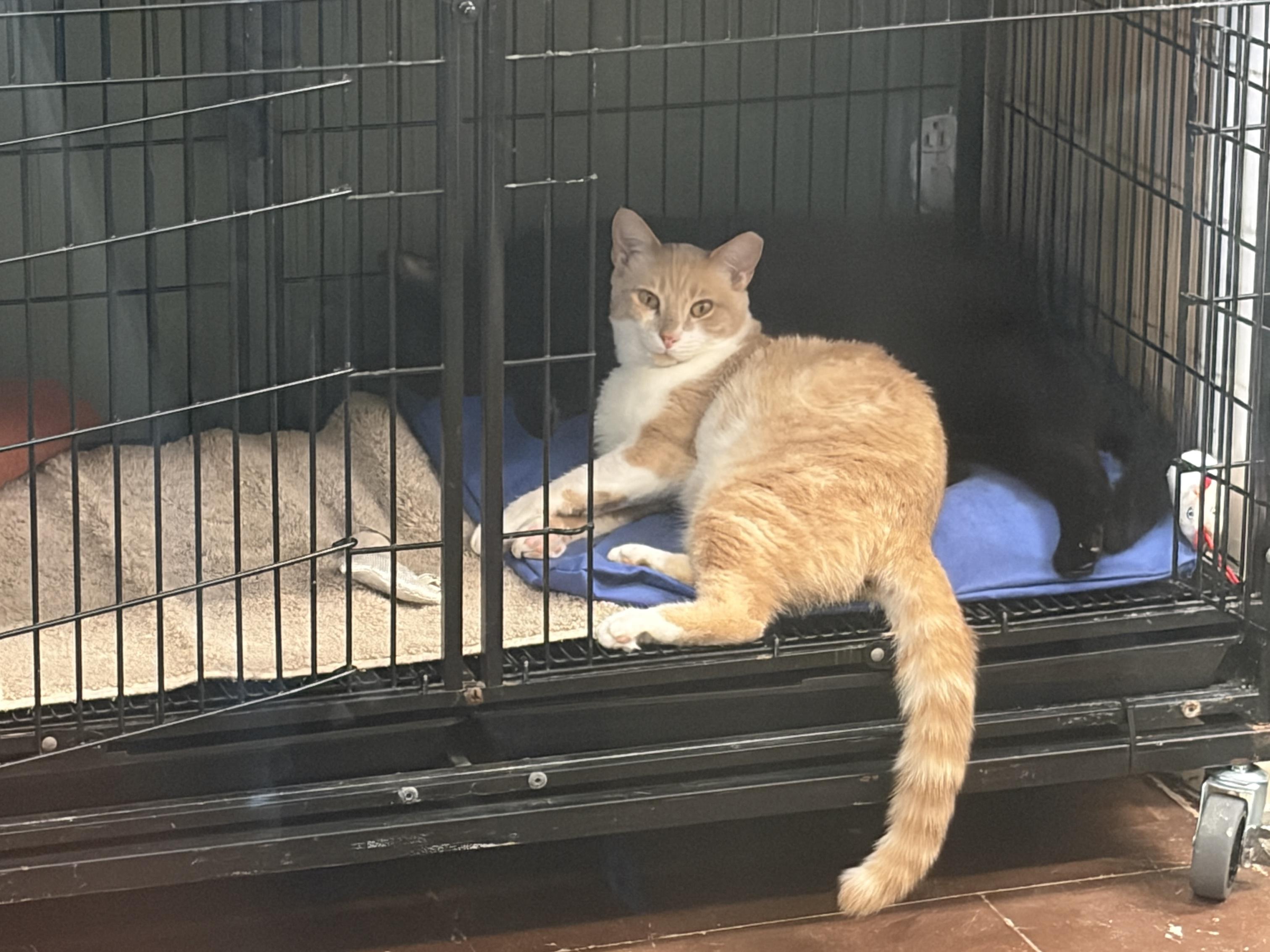Enlarge Butterscotch, a ADOPTABLE Domestic Short Hair in Perry, GA image 3/3