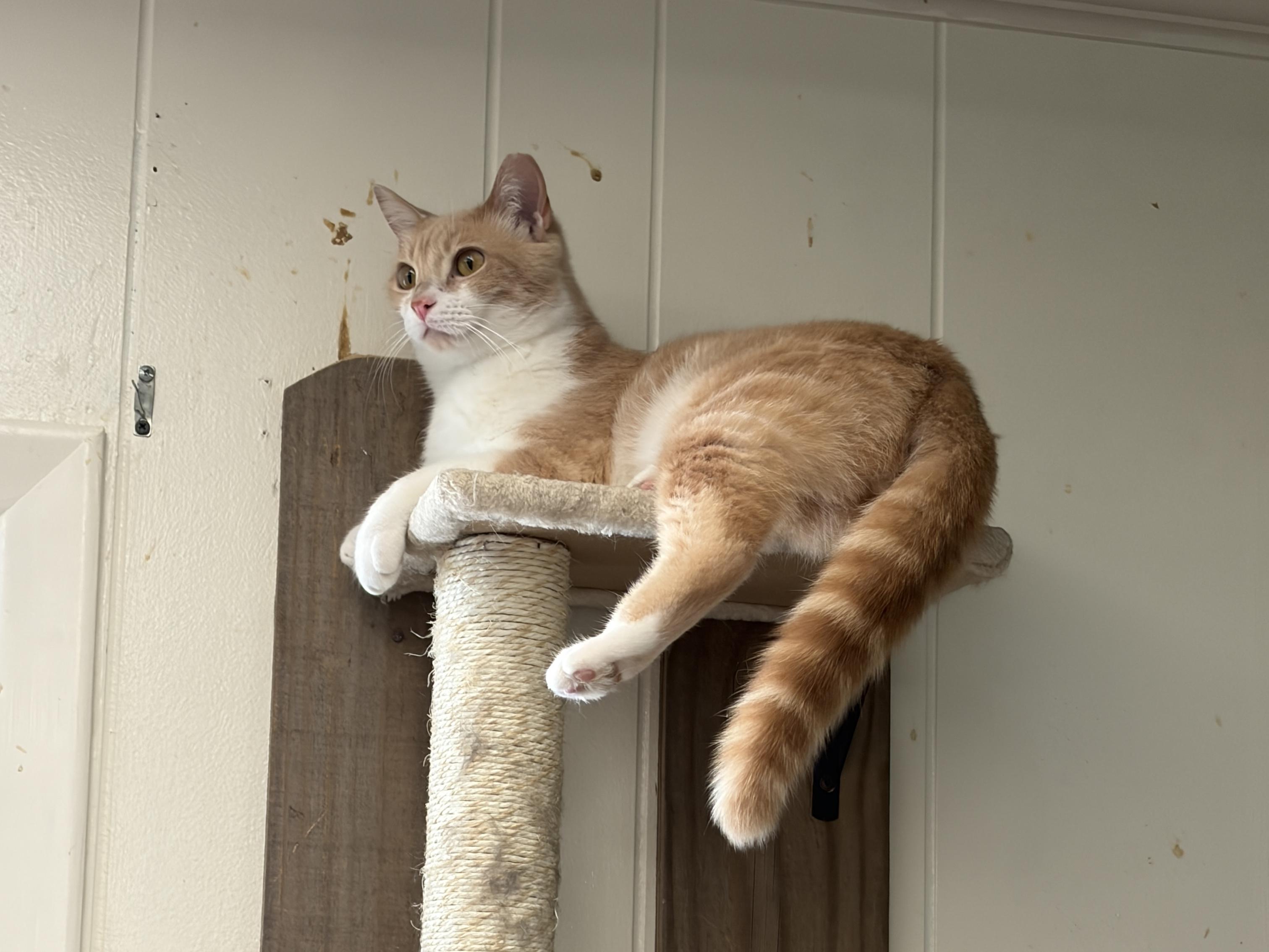 Butterscotch, ADOPTABLE, Young Male Domestic Short Hair.