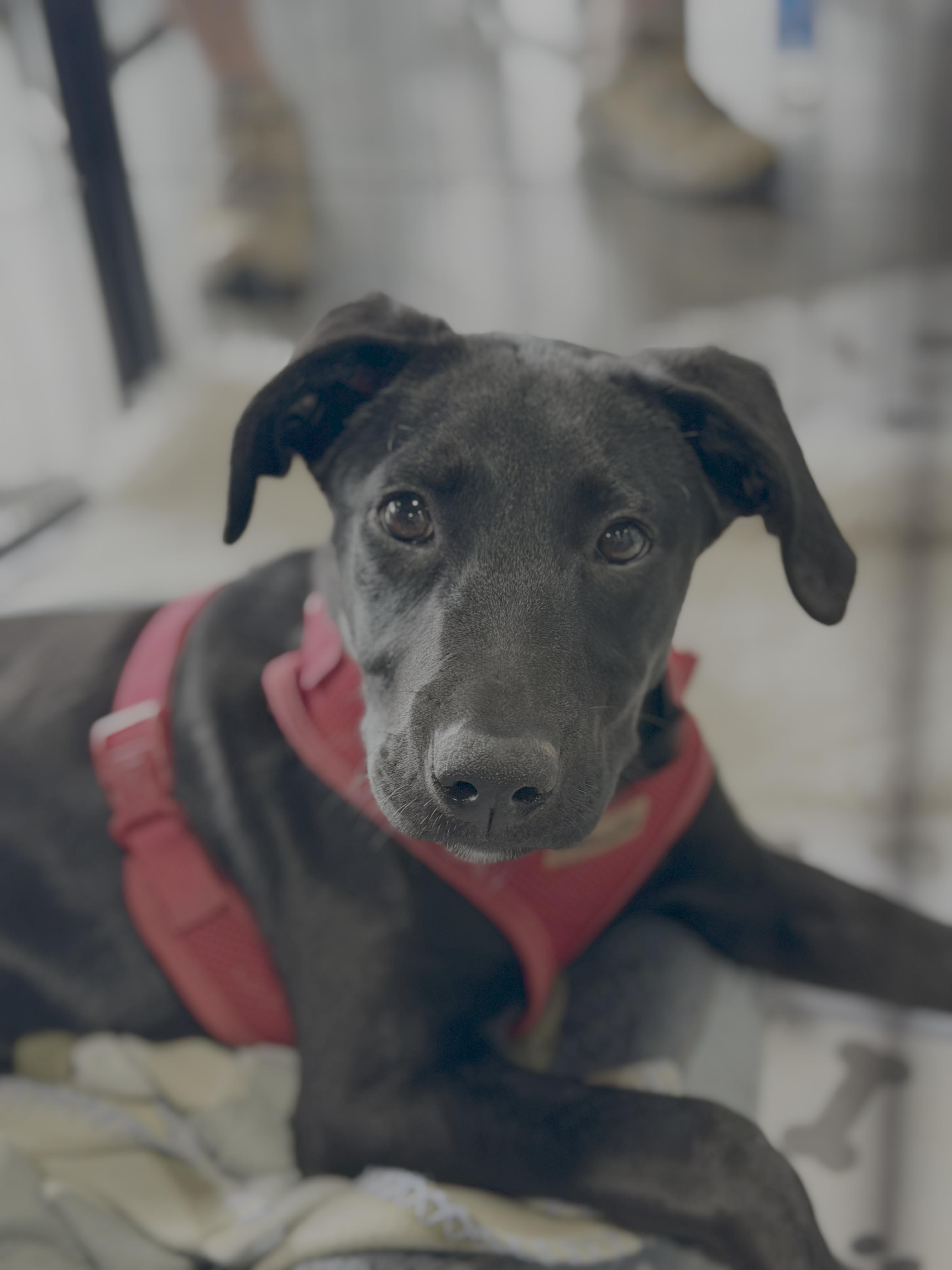 Enlarge Dorothy, a Adoptable Labrador Retriever in Knoxville, TN image 1/5