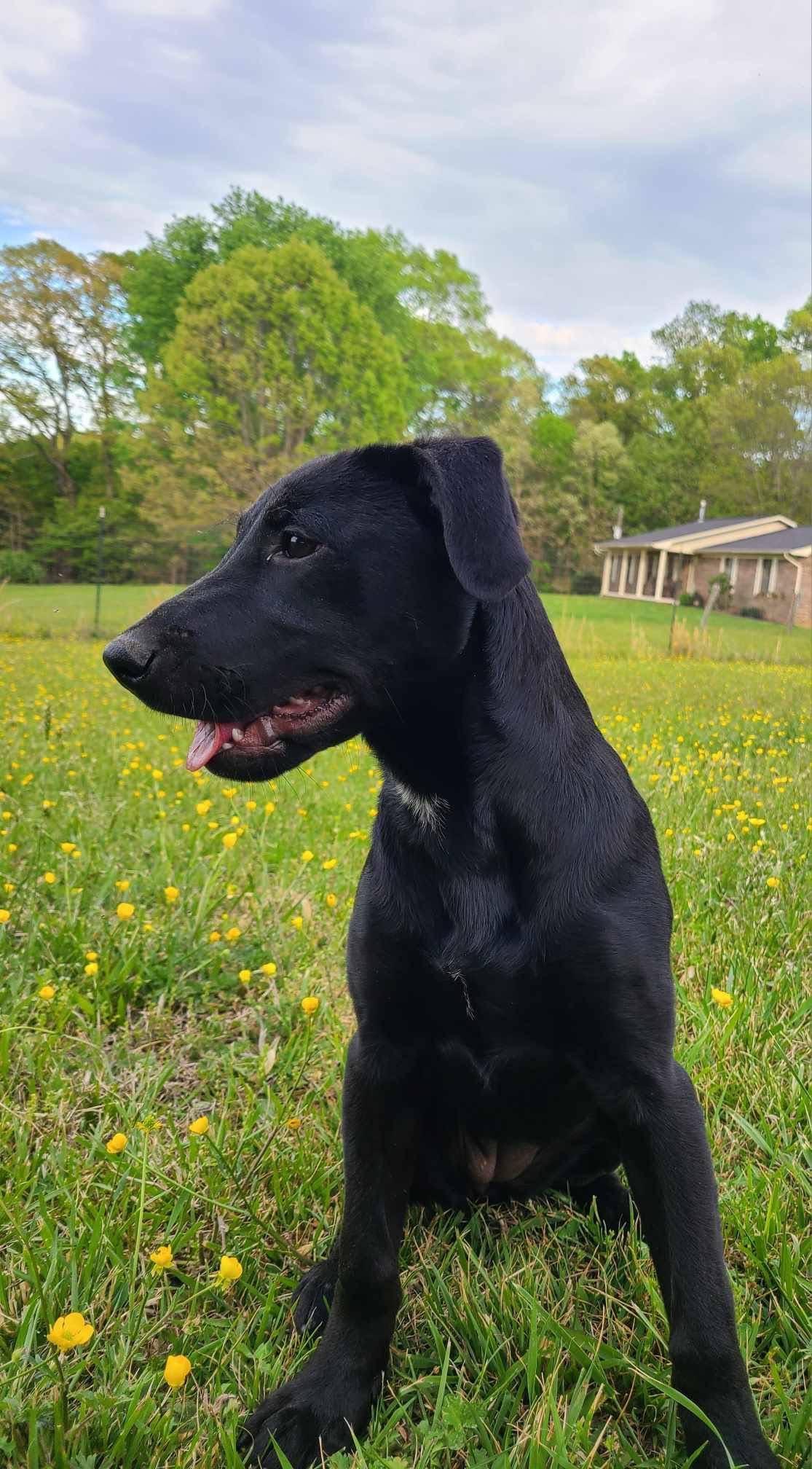 Enlarge Dorothy, a Adoptable Labrador Retriever in Knoxville, TN image 2/5