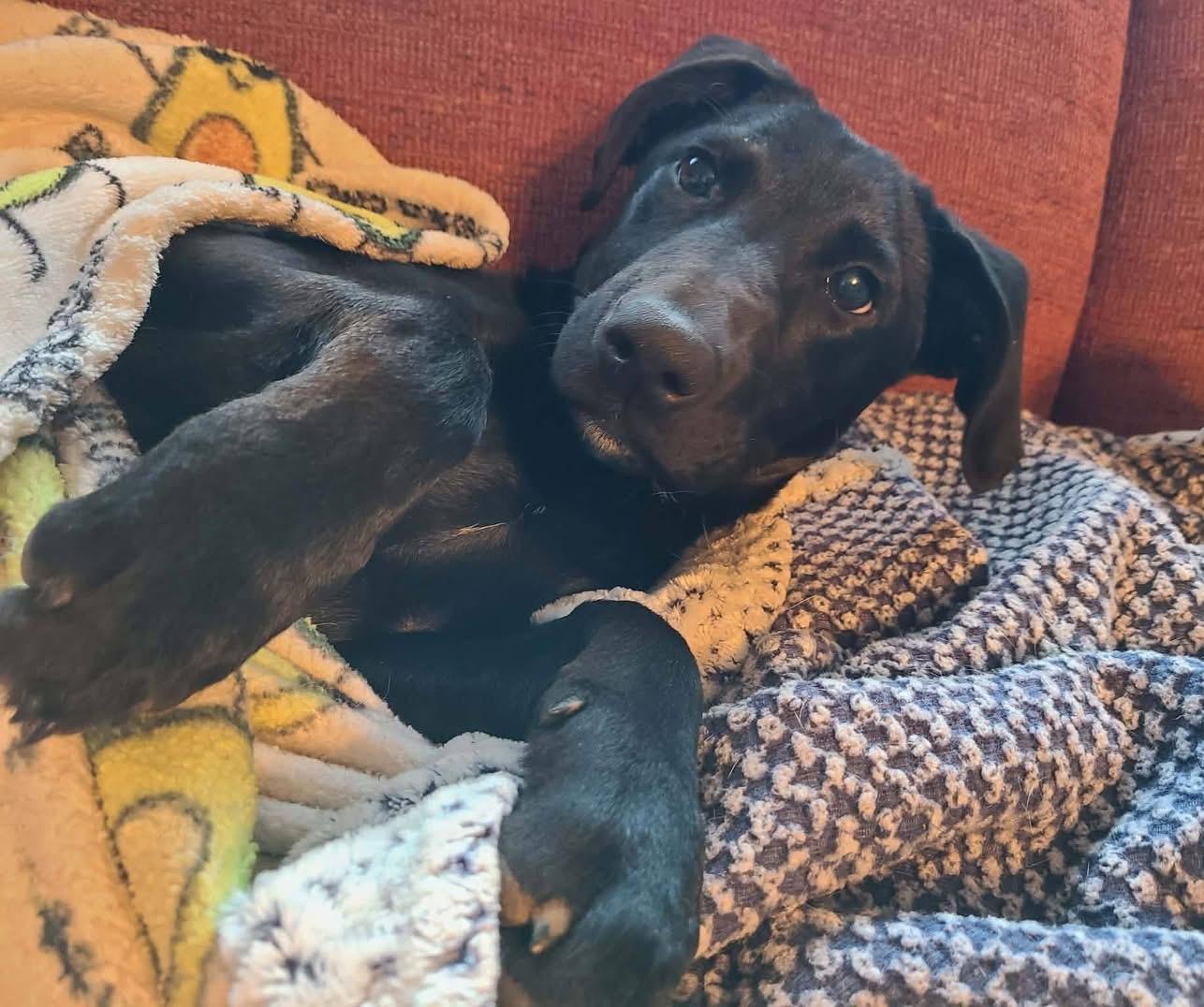 Enlarge Dorothy, a Adoptable Labrador Retriever in Knoxville, TN image 3/5