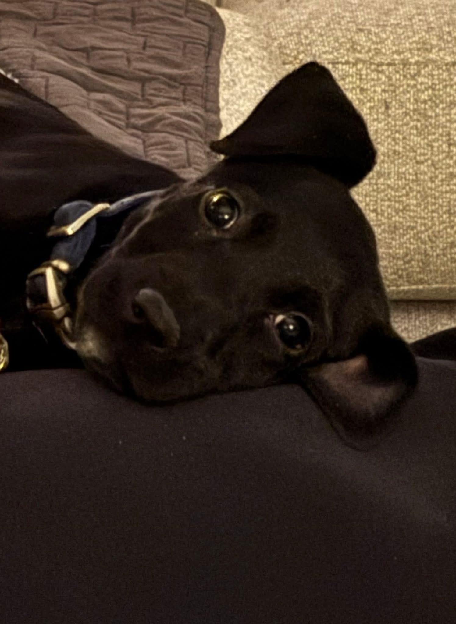 Enlarge Dorothy, a Adoptable Labrador Retriever in Knoxville, TN image 4/5