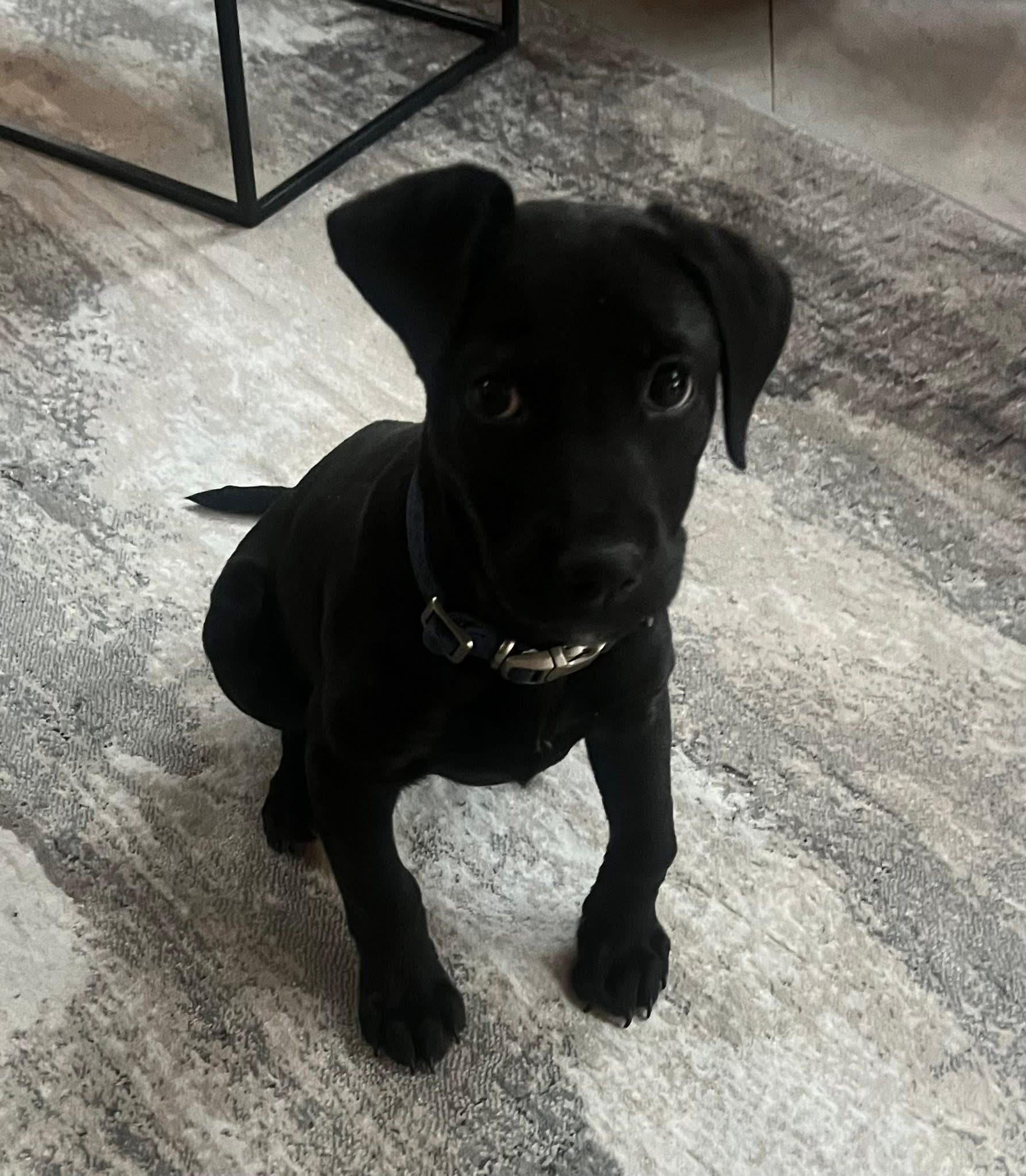 Enlarge Dorothy, a Adoptable Labrador Retriever in Knoxville, TN image 5/5