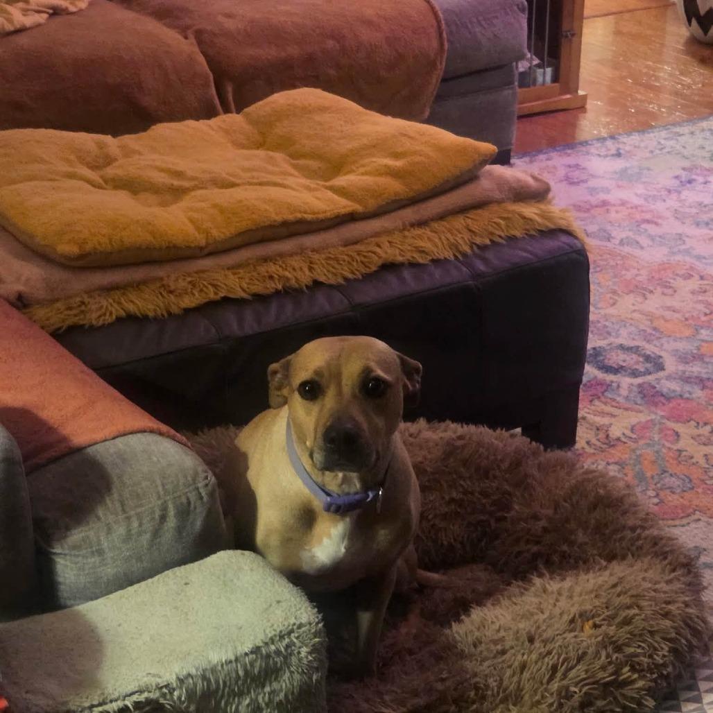 Tess, Adoptable, Adult Female Black Mouth Cur.