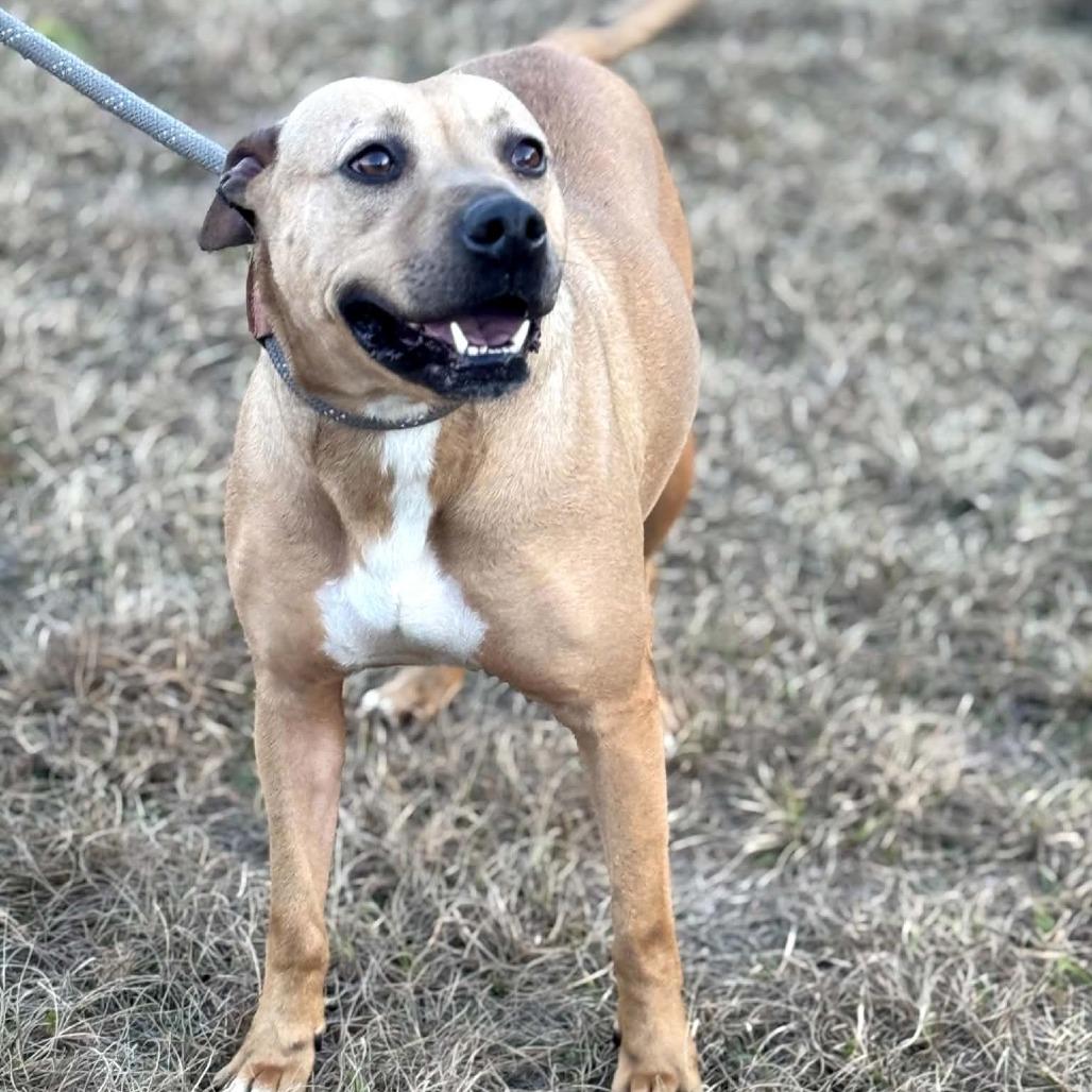 Tess, Adoptable, Adult Female Black Mouth Cur.