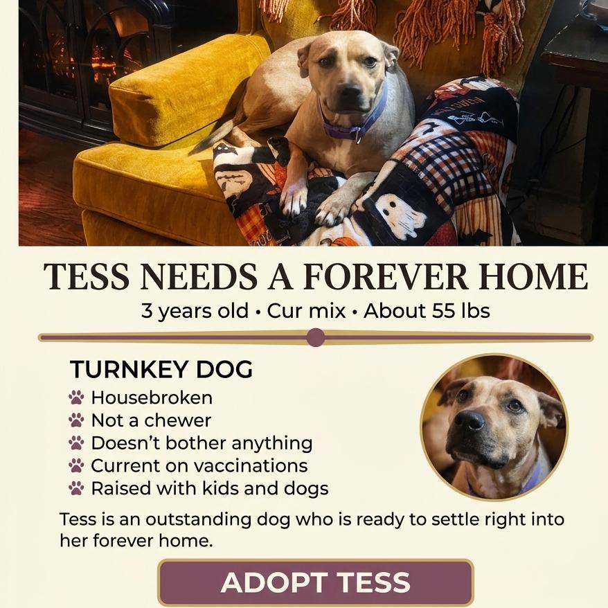 Tess, a Adoptable Black Mouth Cur in Enterprise, AL image 4/4