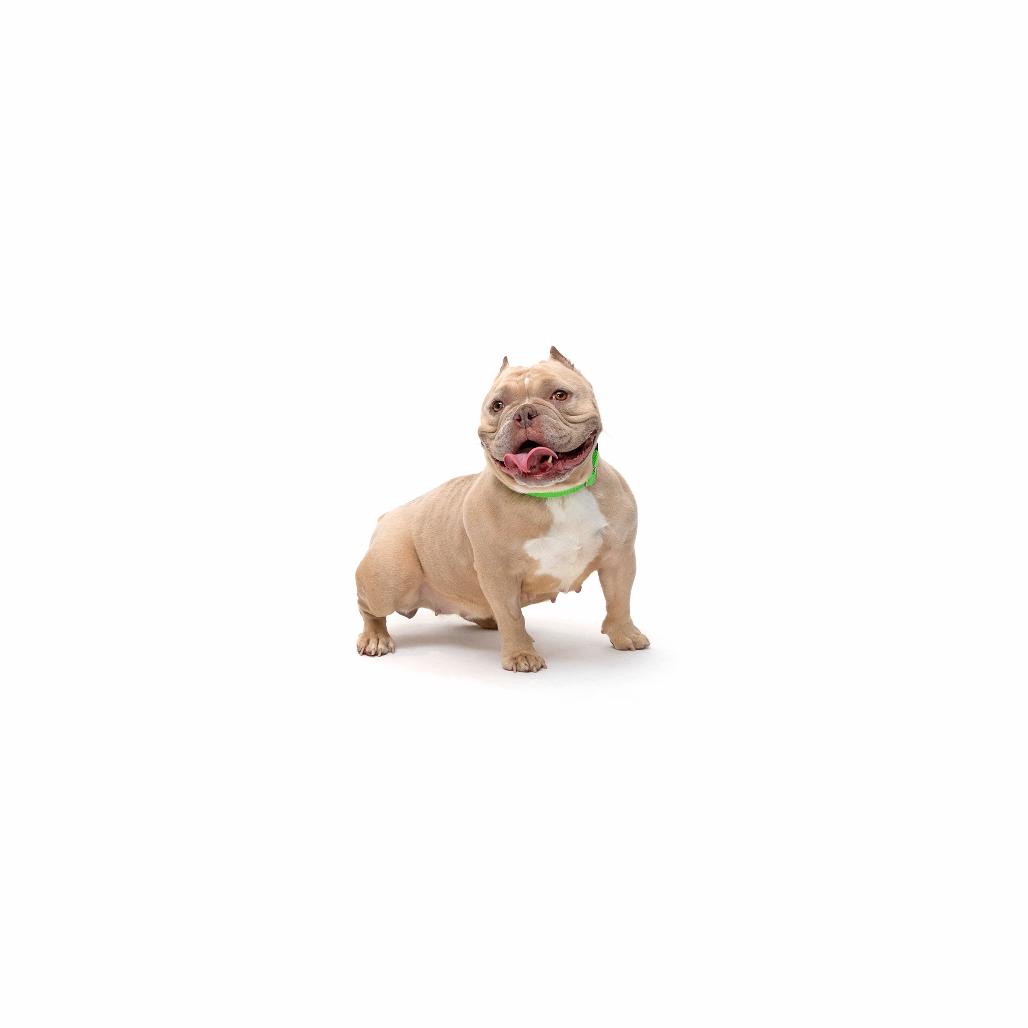 Bernie, Adoptable, Adult Female Mixed Breed.