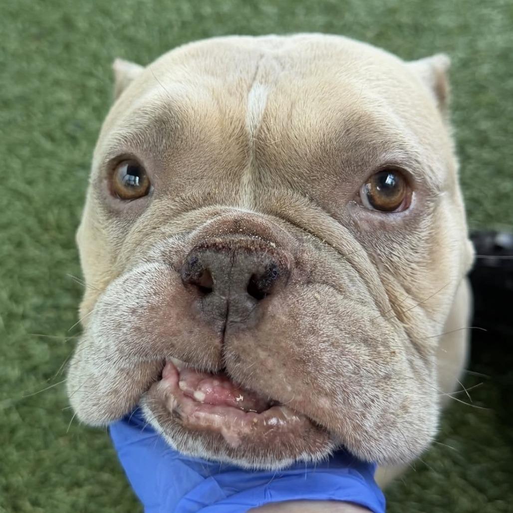 Enlarge Bernie, a Adoptable Mixed Breed in Playa Vista, CA image 2/3