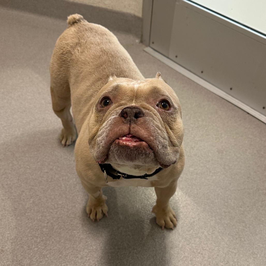 Enlarge Bernie, a Adoptable Mixed Breed in Playa Vista, CA image 3/3