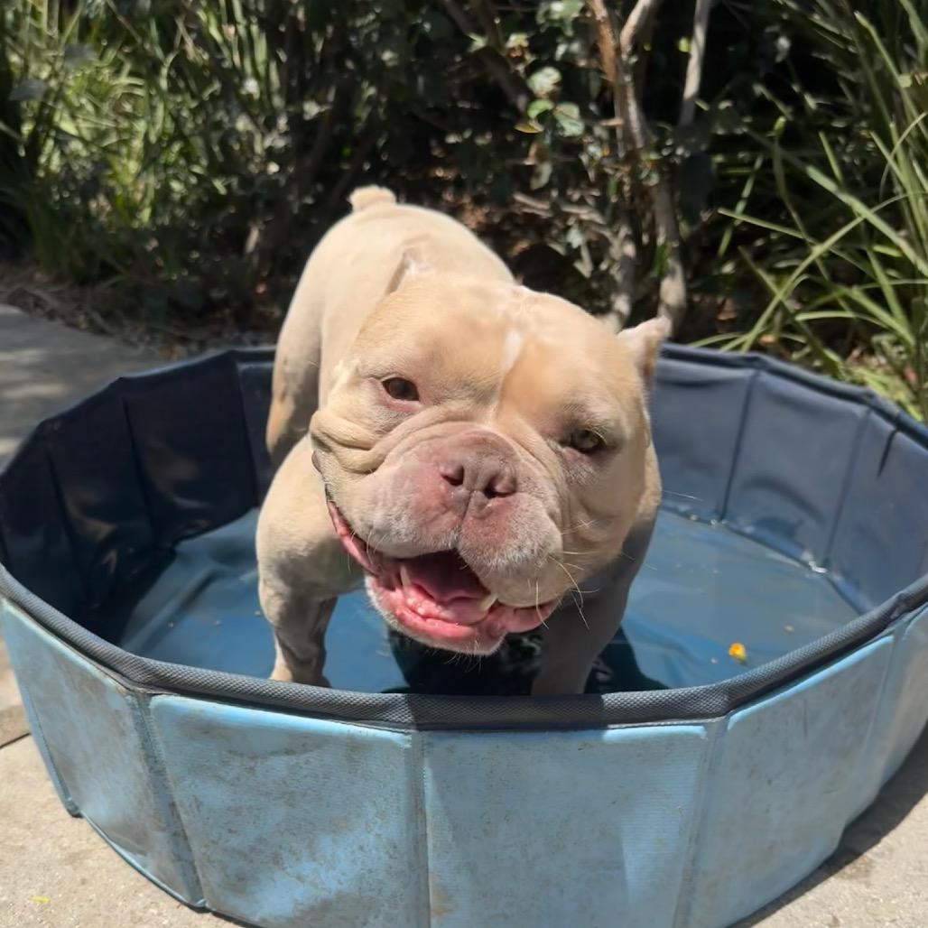 Enlarge Bernie, a Adoptable Mixed Breed in Playa Vista, CA image 4/4