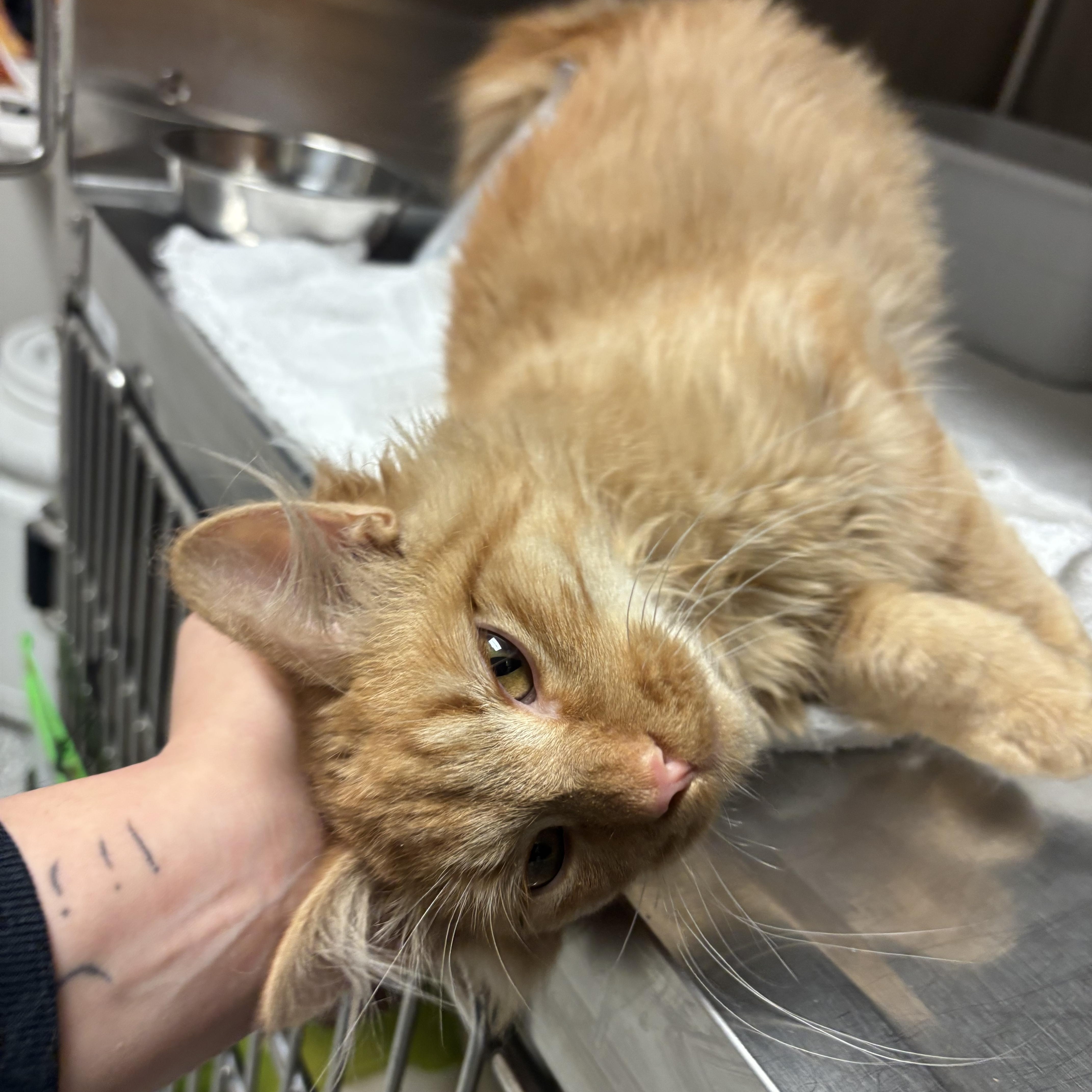 Dr. Pepper, a ADOPTABLE Domestic Medium Hair in Blue Springs, MO image 2/3