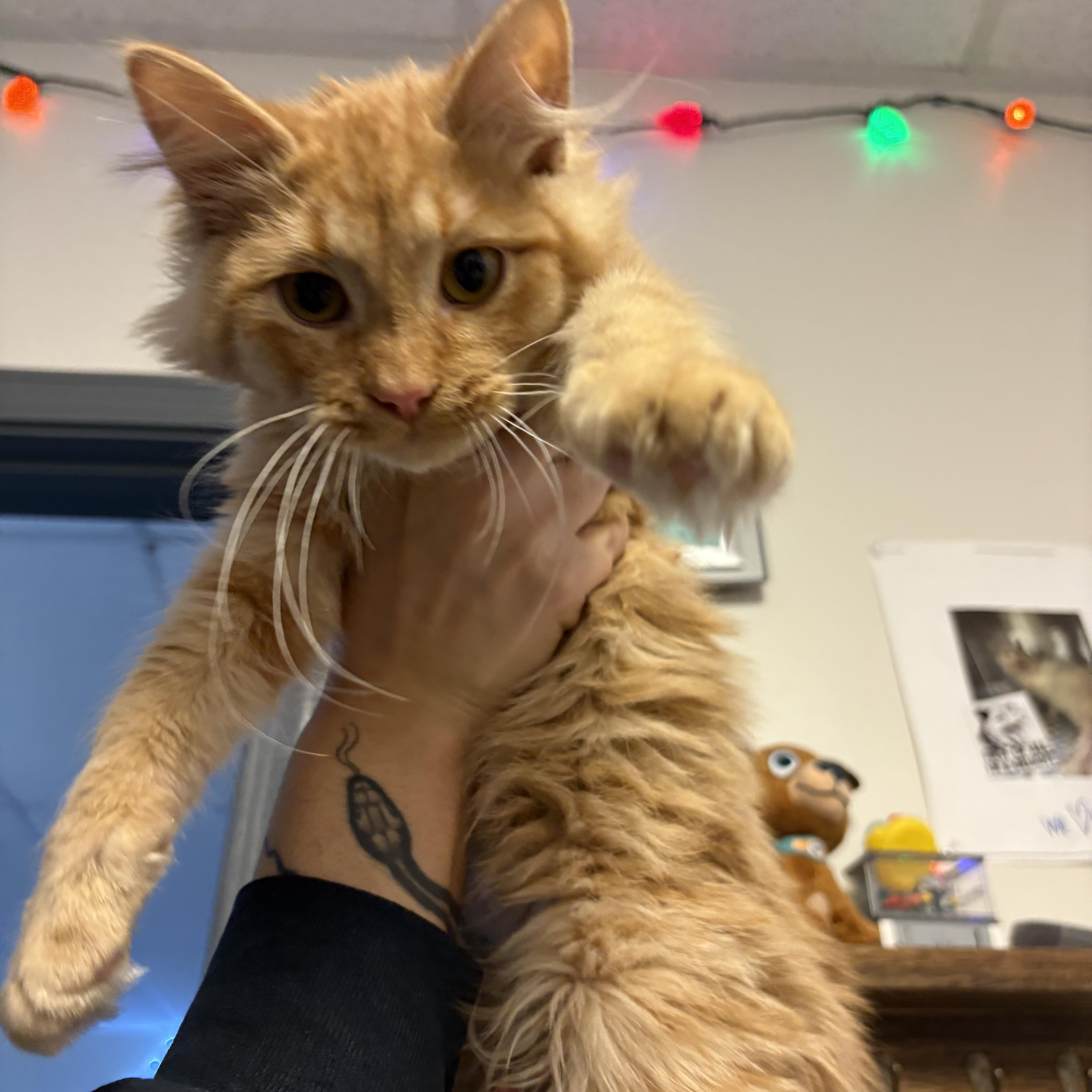 Dr. Pepper, a ADOPTABLE Domestic Medium Hair in Blue Springs, MO image 3/3