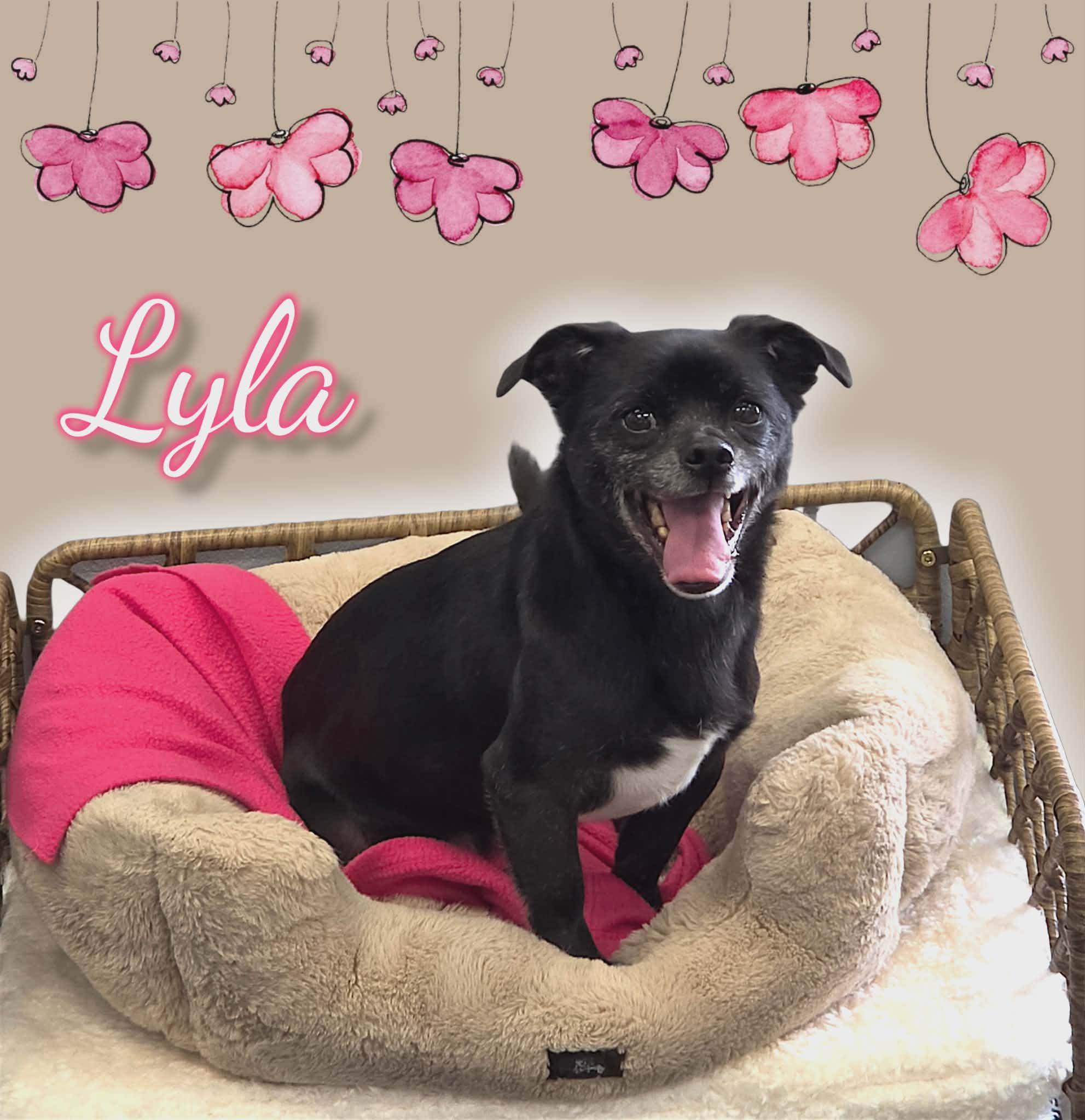 Enlarge Lyla, a Adoptable mixed breed in San Angelo , TX image 1/6
