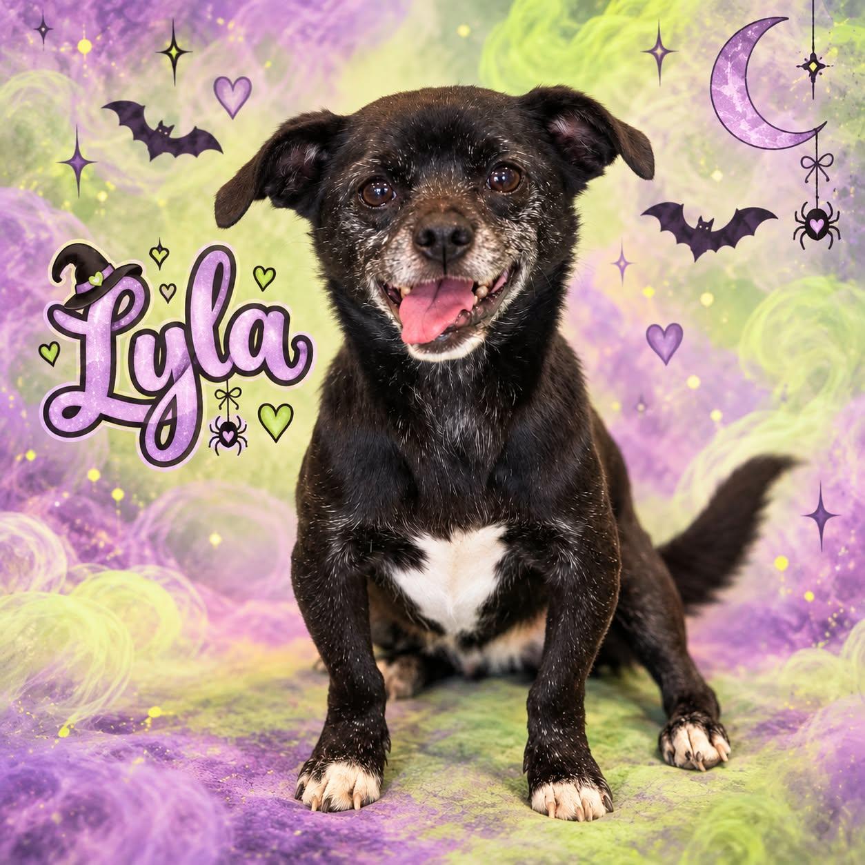 Enlarge Lyla, a Adoptable mixed breed in San Angelo , TX image 2/6