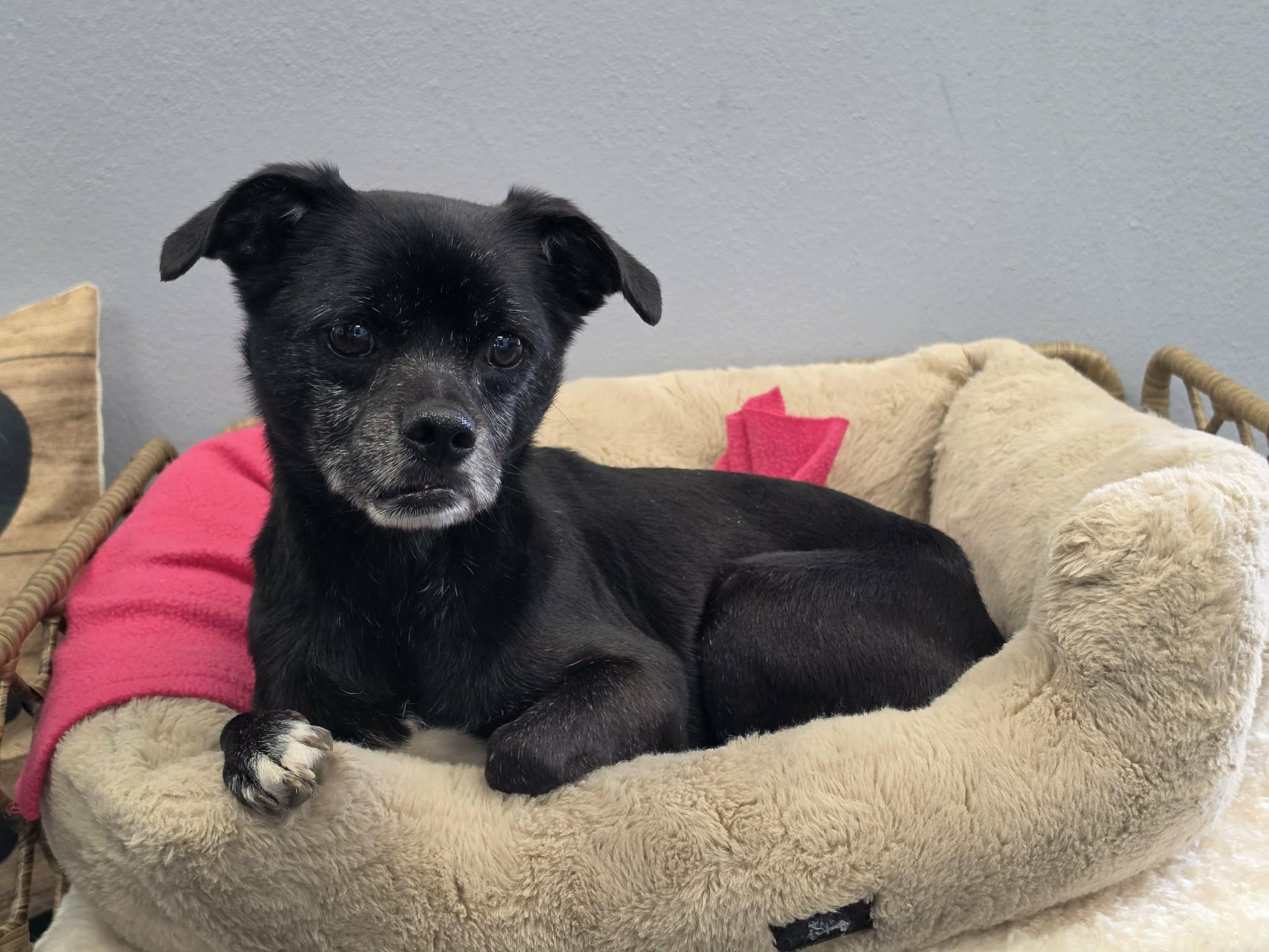 Enlarge Lyla, a Adoptable mixed breed in San Angelo , TX image 2/6