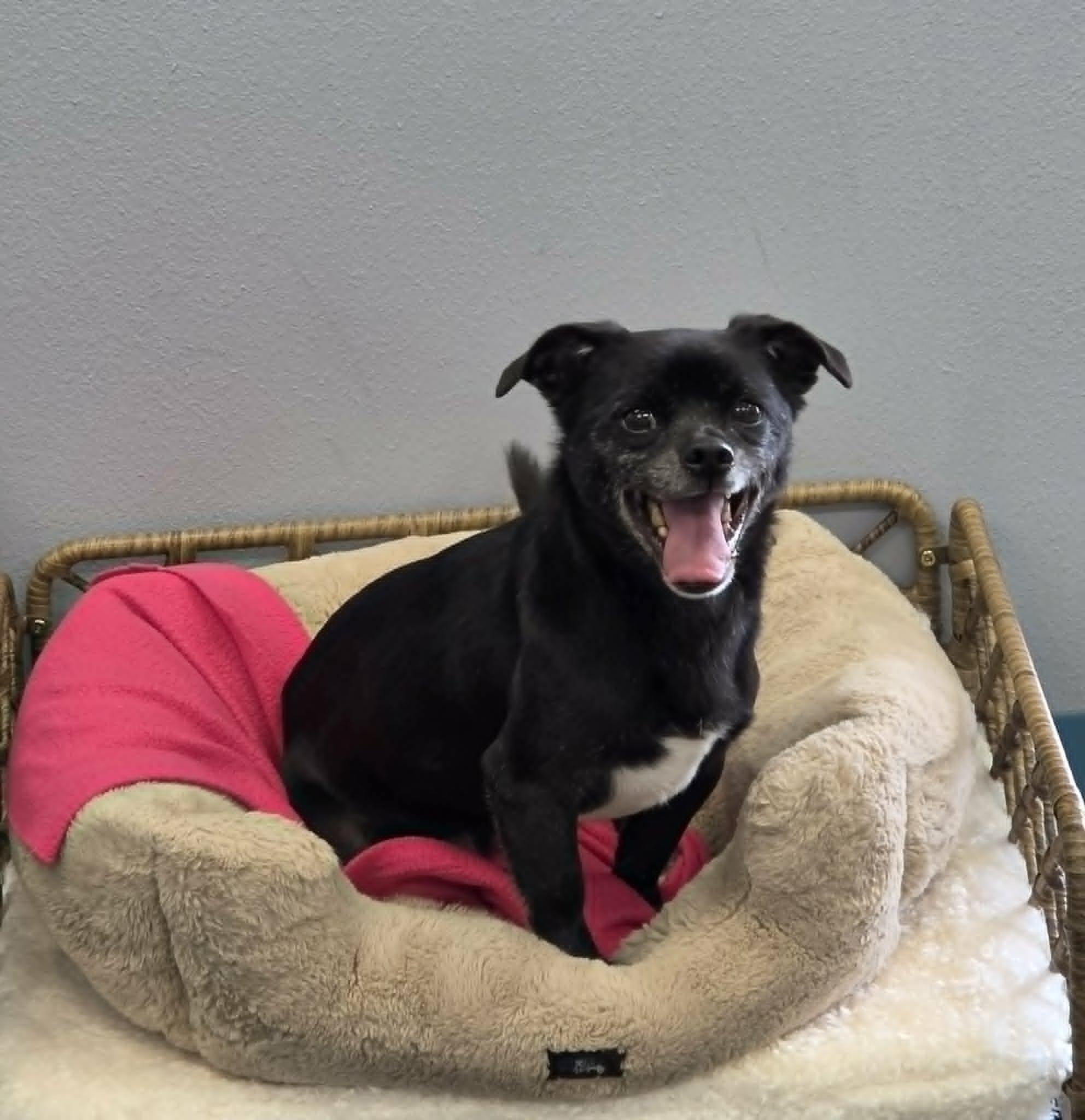 Enlarge Lyla, a Adoptable mixed breed in San Angelo , TX image 3/6