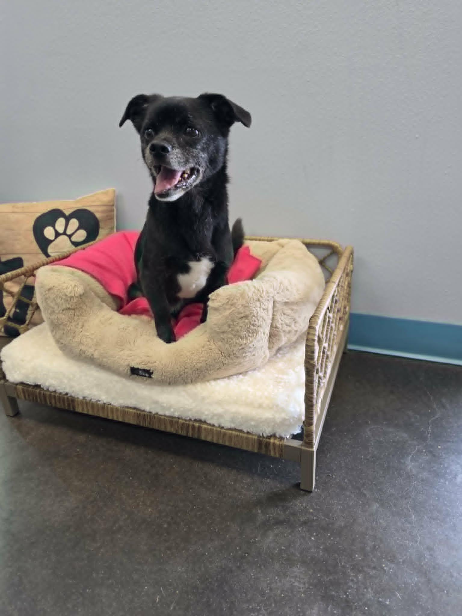 Lyla, Adoptable, Adult Female Shih Tzu.