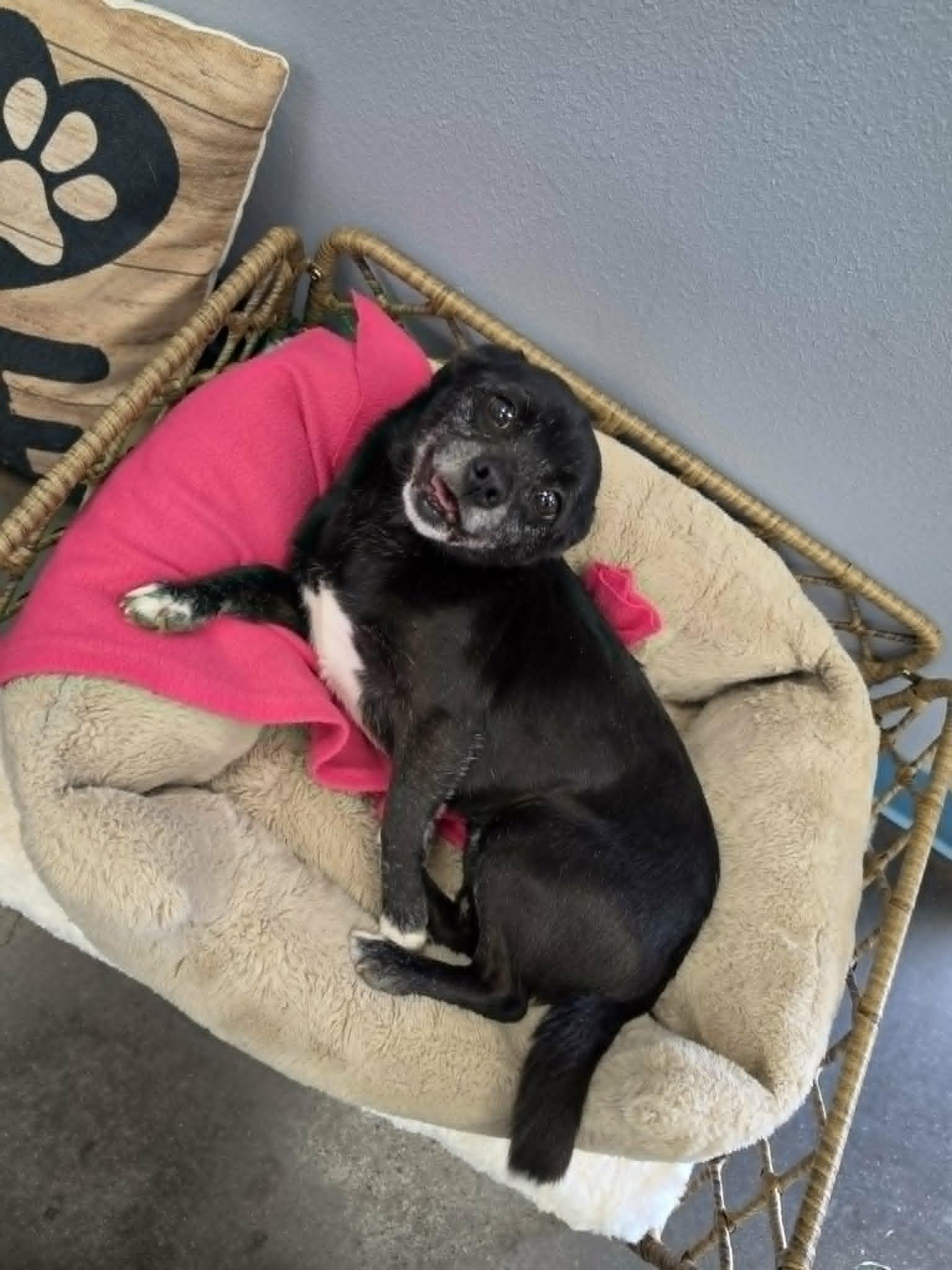 Enlarge Lyla, a Adoptable mixed breed in San Angelo , TX image 5/6