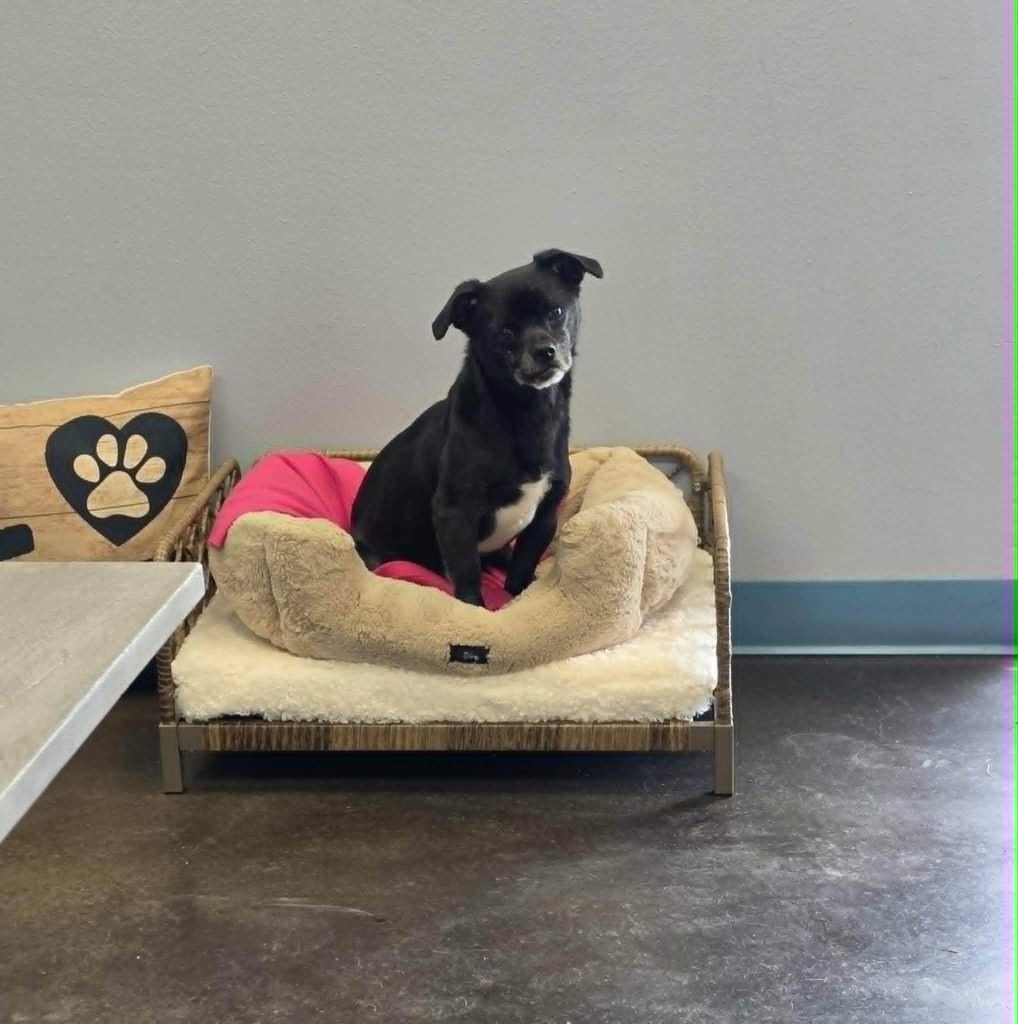 Enlarge Lyla, a Adoptable mixed breed in San Angelo , TX image 6/6