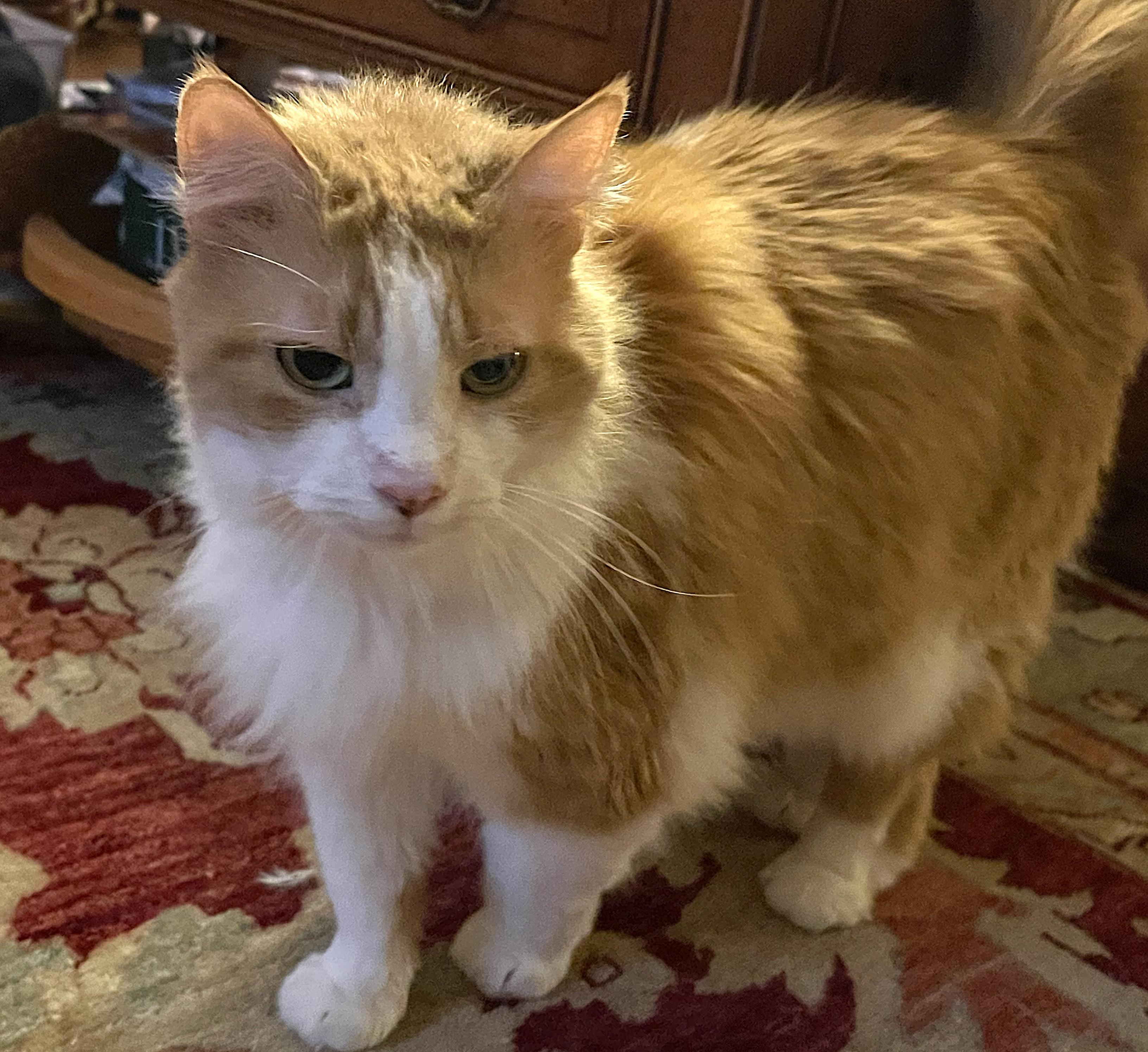 Marmalade, a Adoptable Domestic Medium Hair in Burlington, VT image 5/6